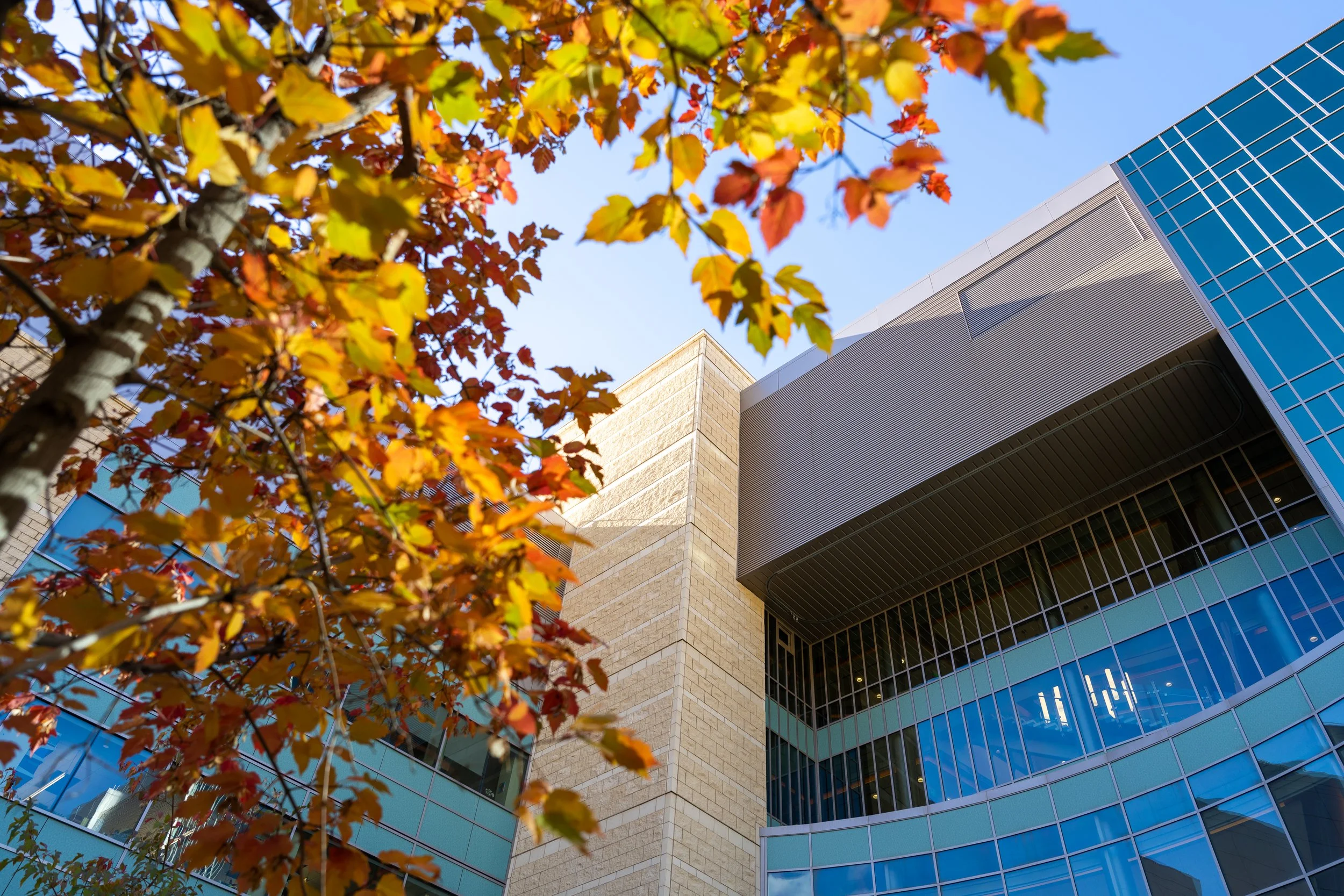 HCI-Fall-Leaves-2023-02 (RS Atrium).jpg