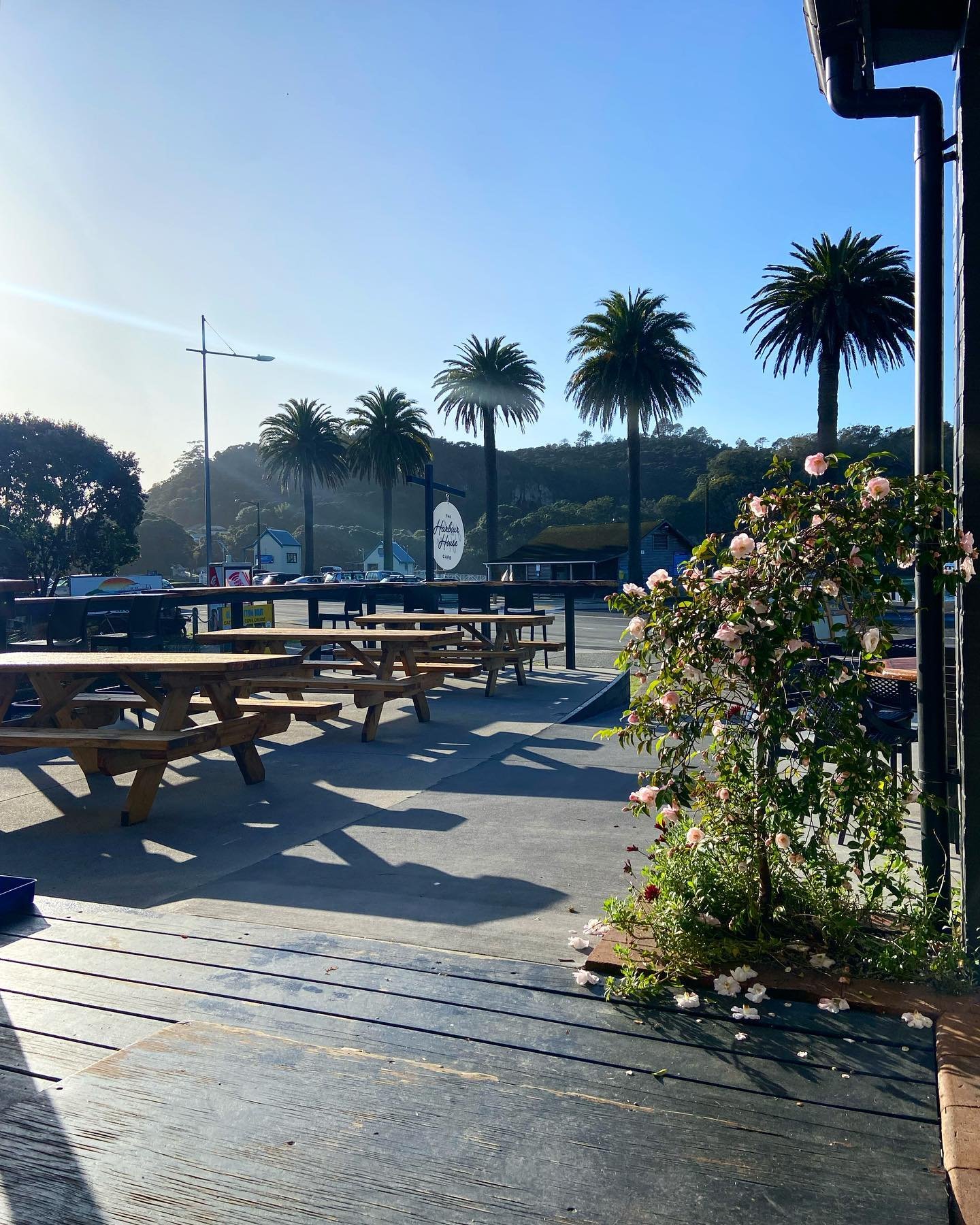 Harbour House Cafe Pine Trees.jpeg