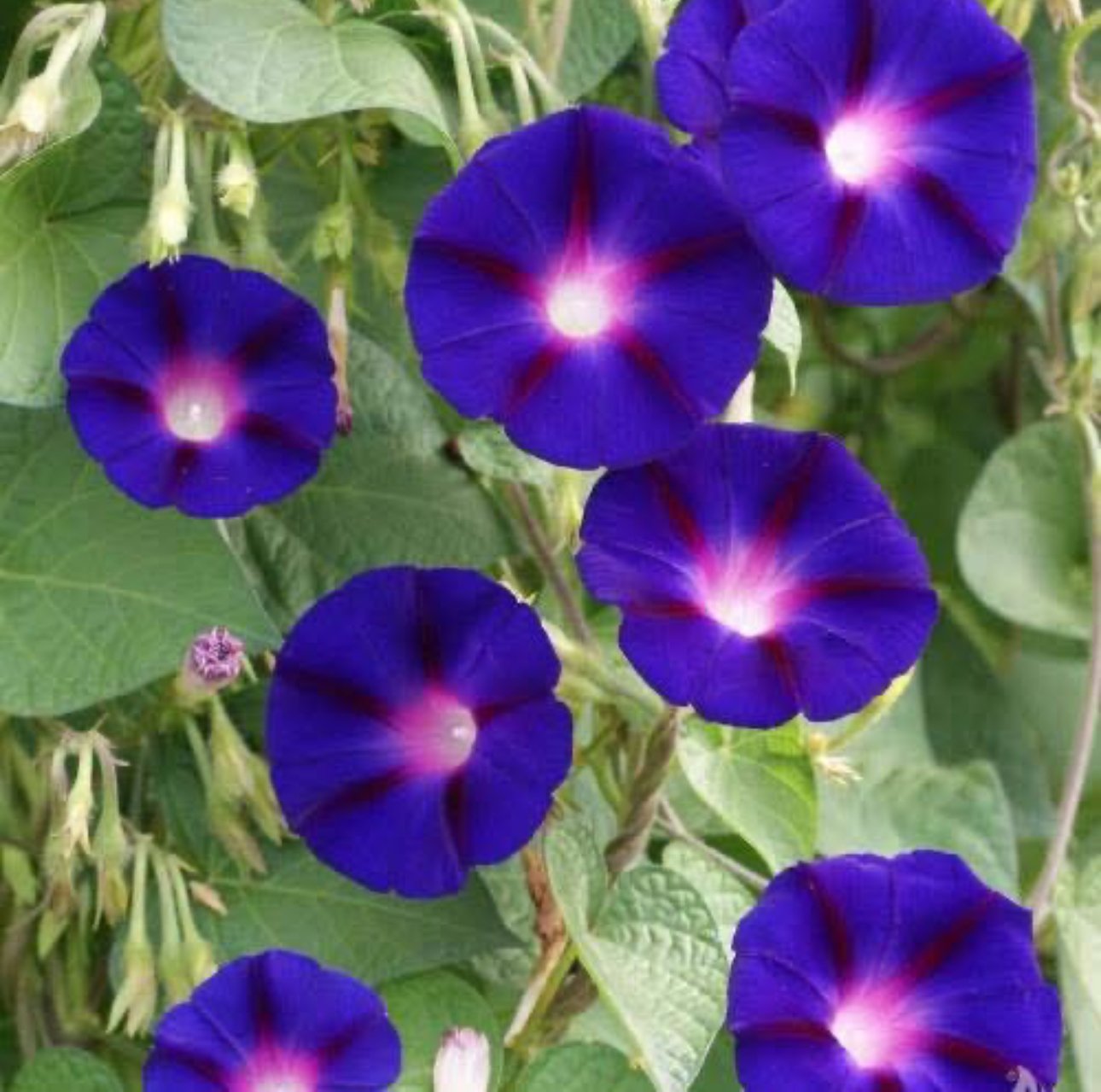 Grandpa Ott's Morning Glory