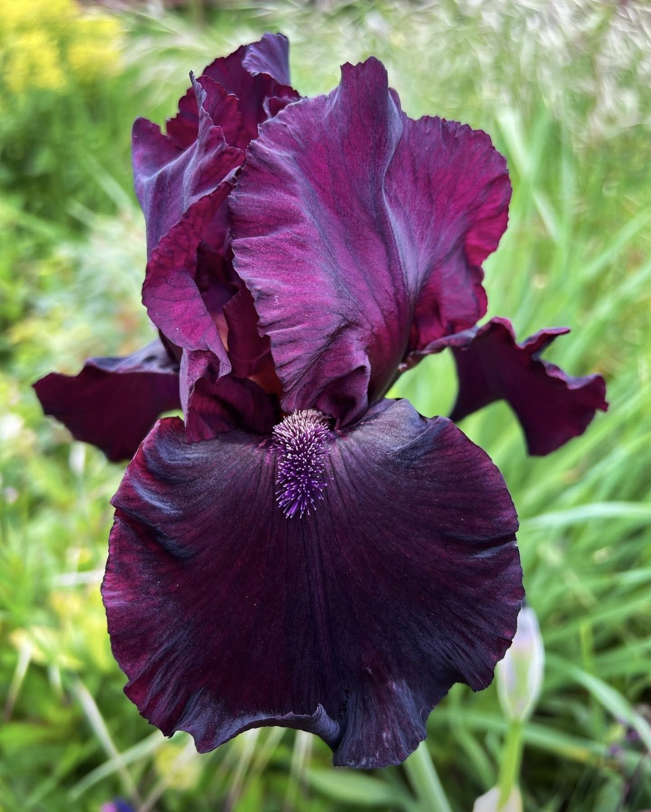 Iris "Rio Rojo"