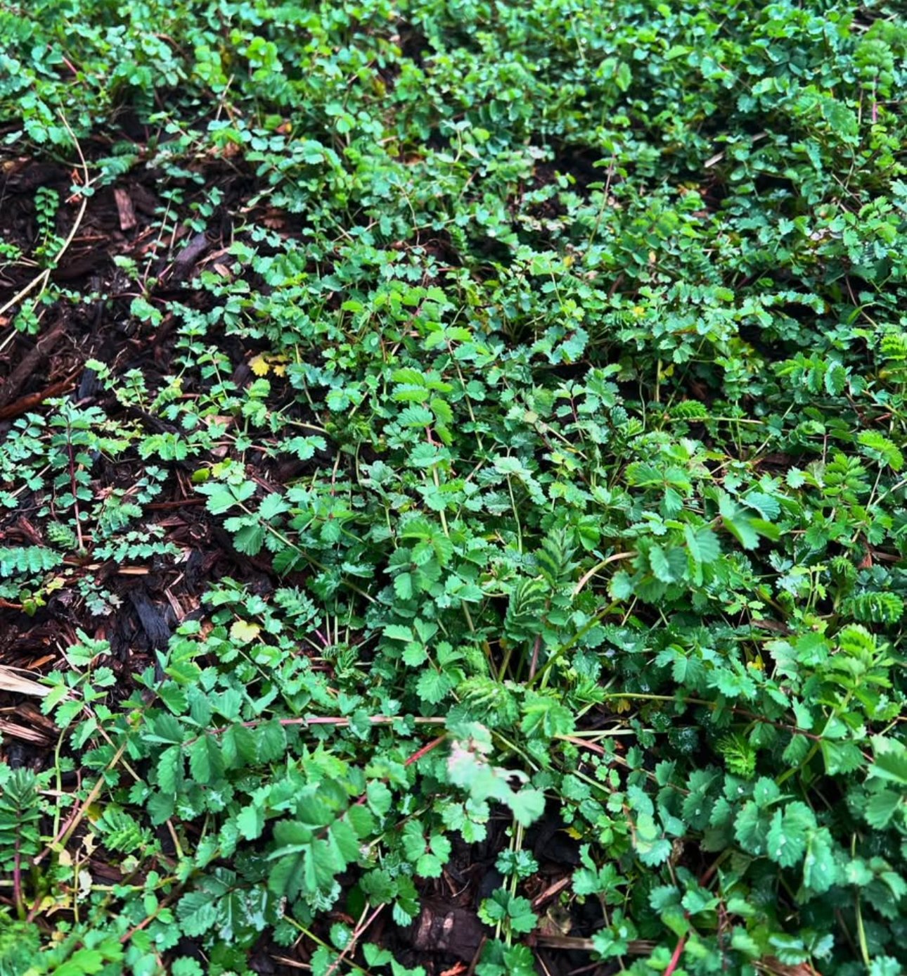 Salad Burnet (Sanguisorba Minor)