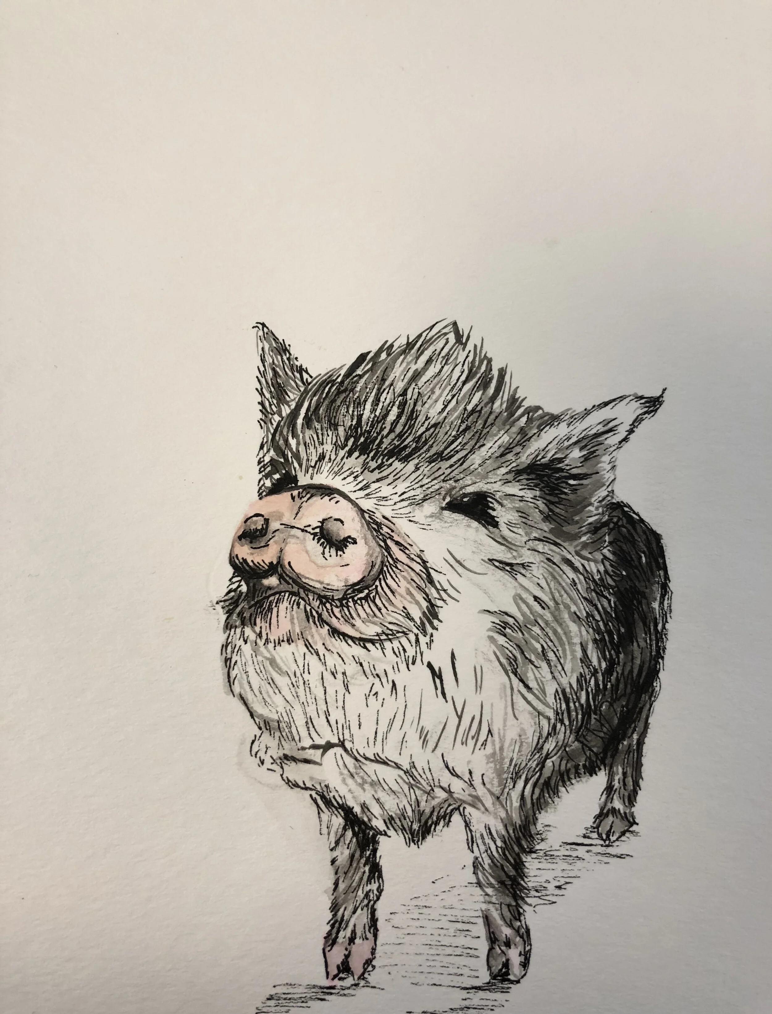 pot belly pig.jpg