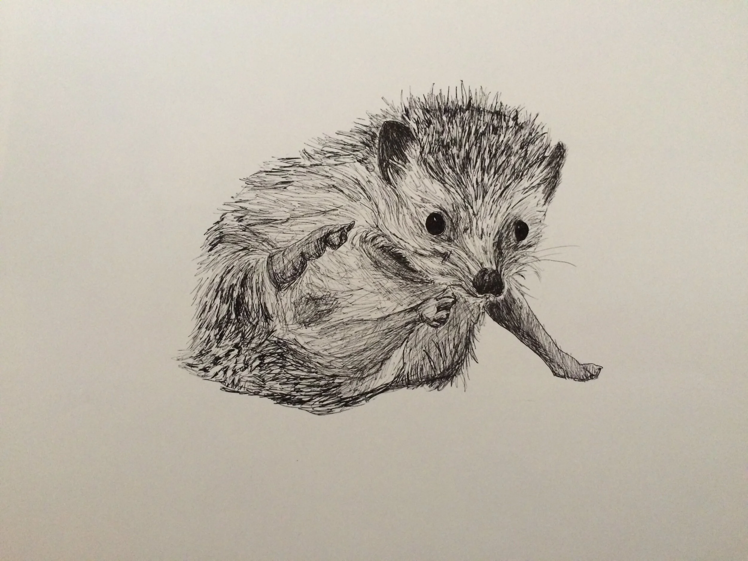 hedgehog.jpg