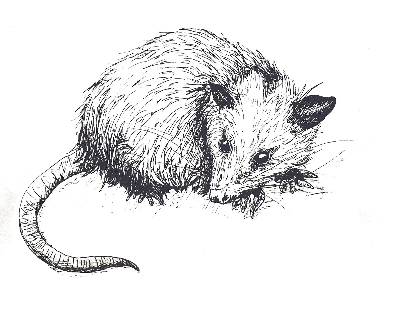 possum.jpg