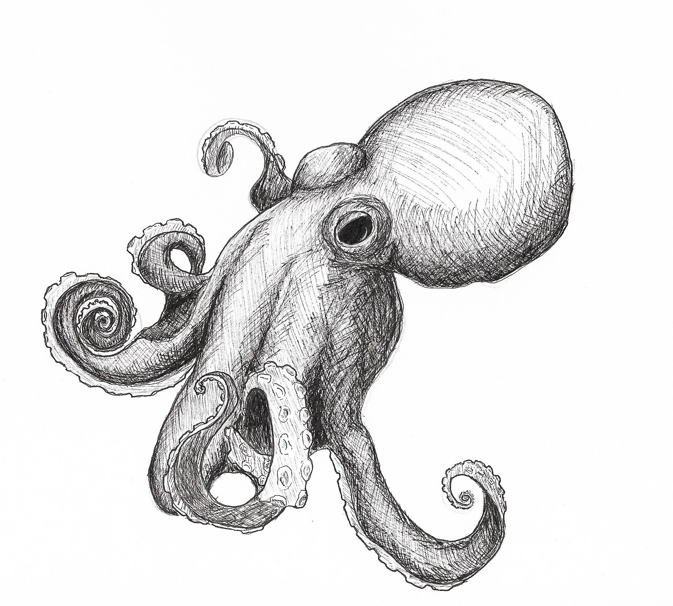 octopus.jpg