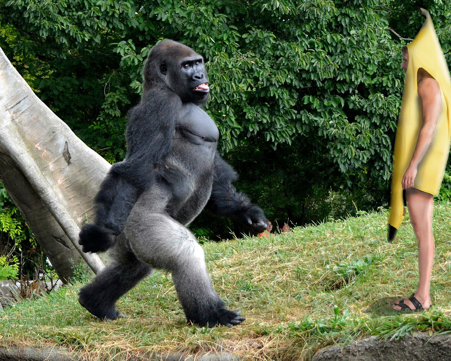 Banana SUit and Gorilla.png