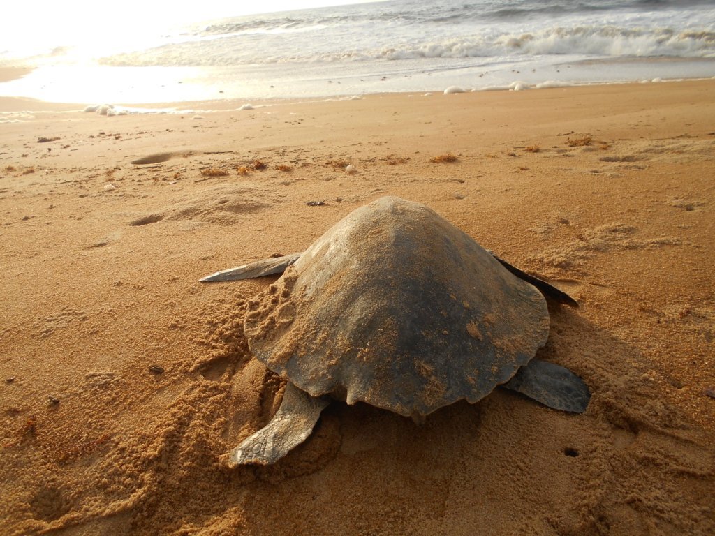 Cessation du braconnage: Plus de 700 tortues protégées permettant 40 000 naissances par an