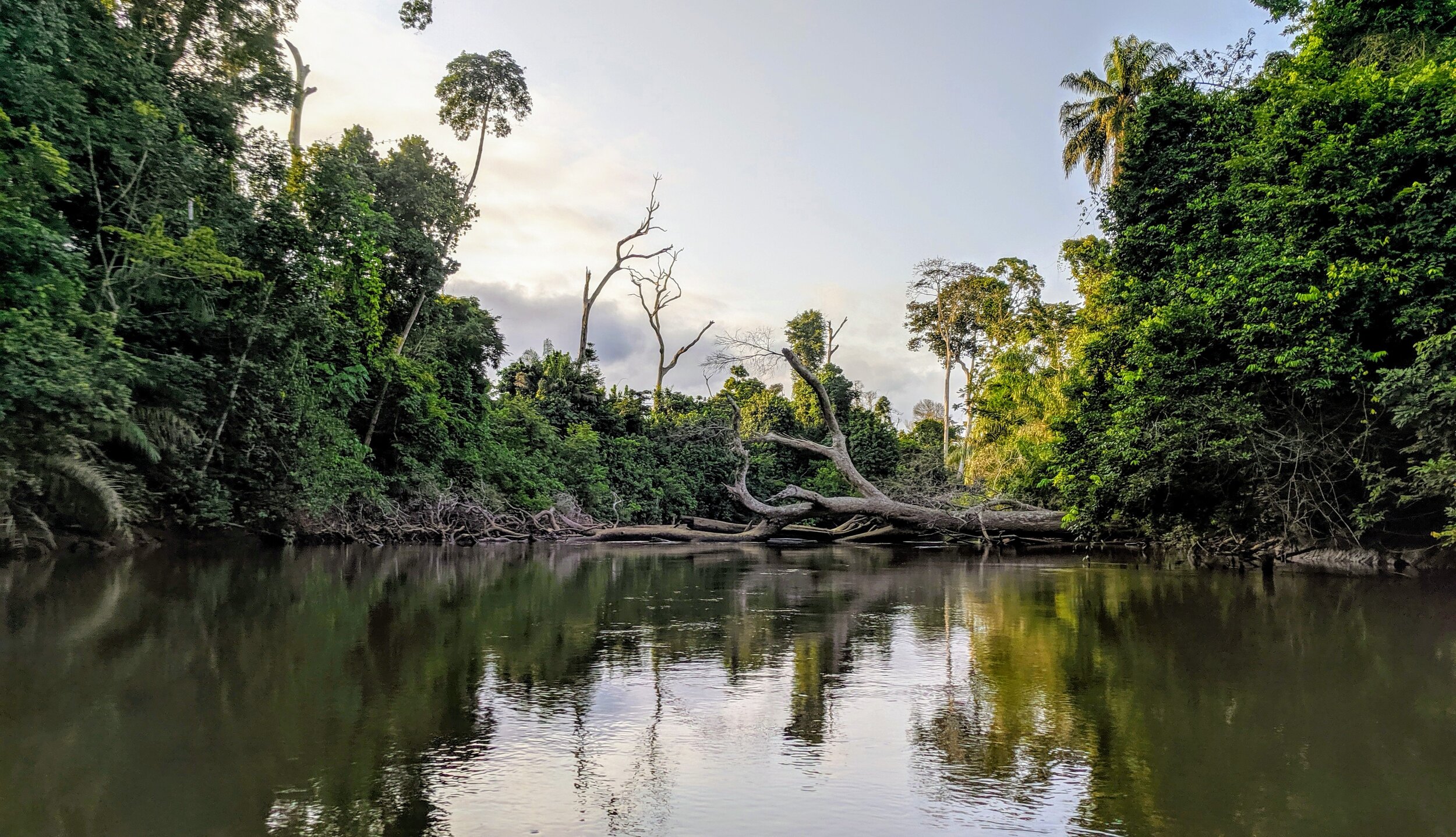 Création en cours de la Réserve Naturelle Volontaire de l’embouchure de la rivière Dodo co-gérée avec les communautés locales pour protéger les mangroves, lagunes et forêts côtières