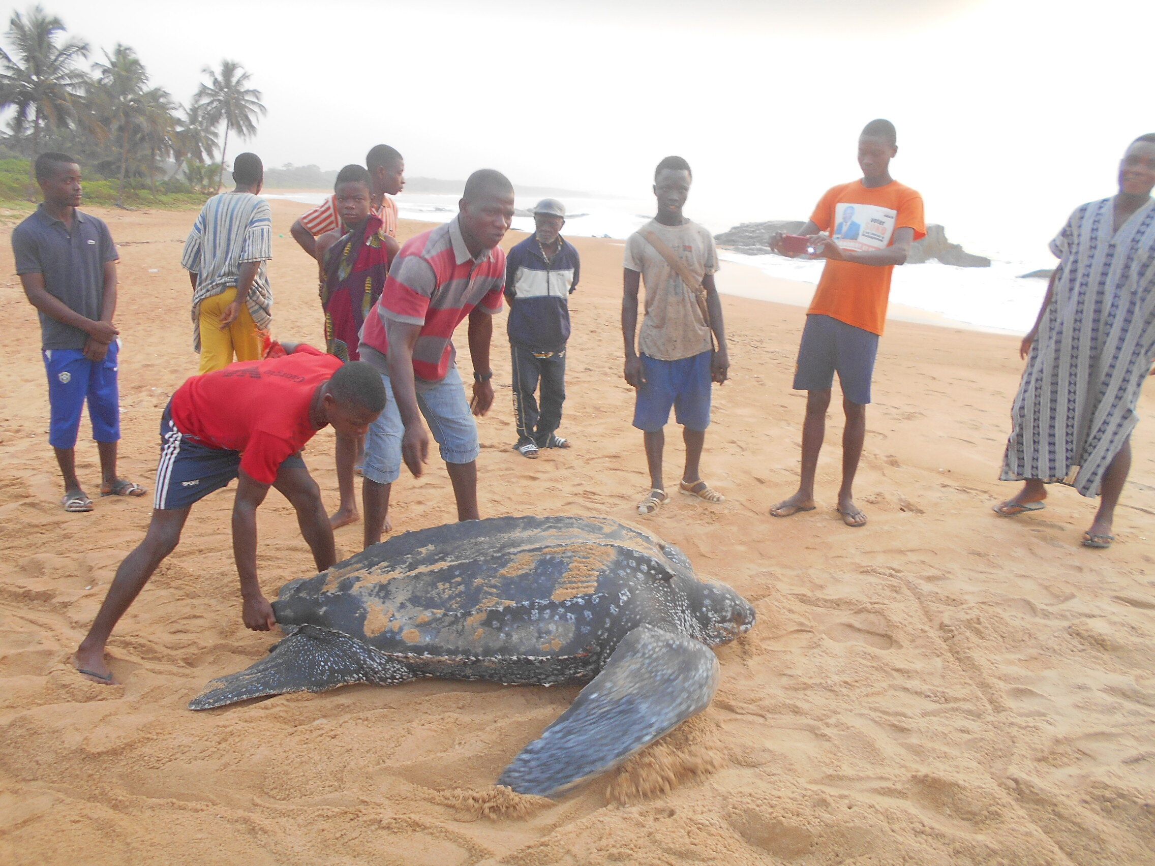Leatherback sea turtle nesting at day in Pitiké.JPG