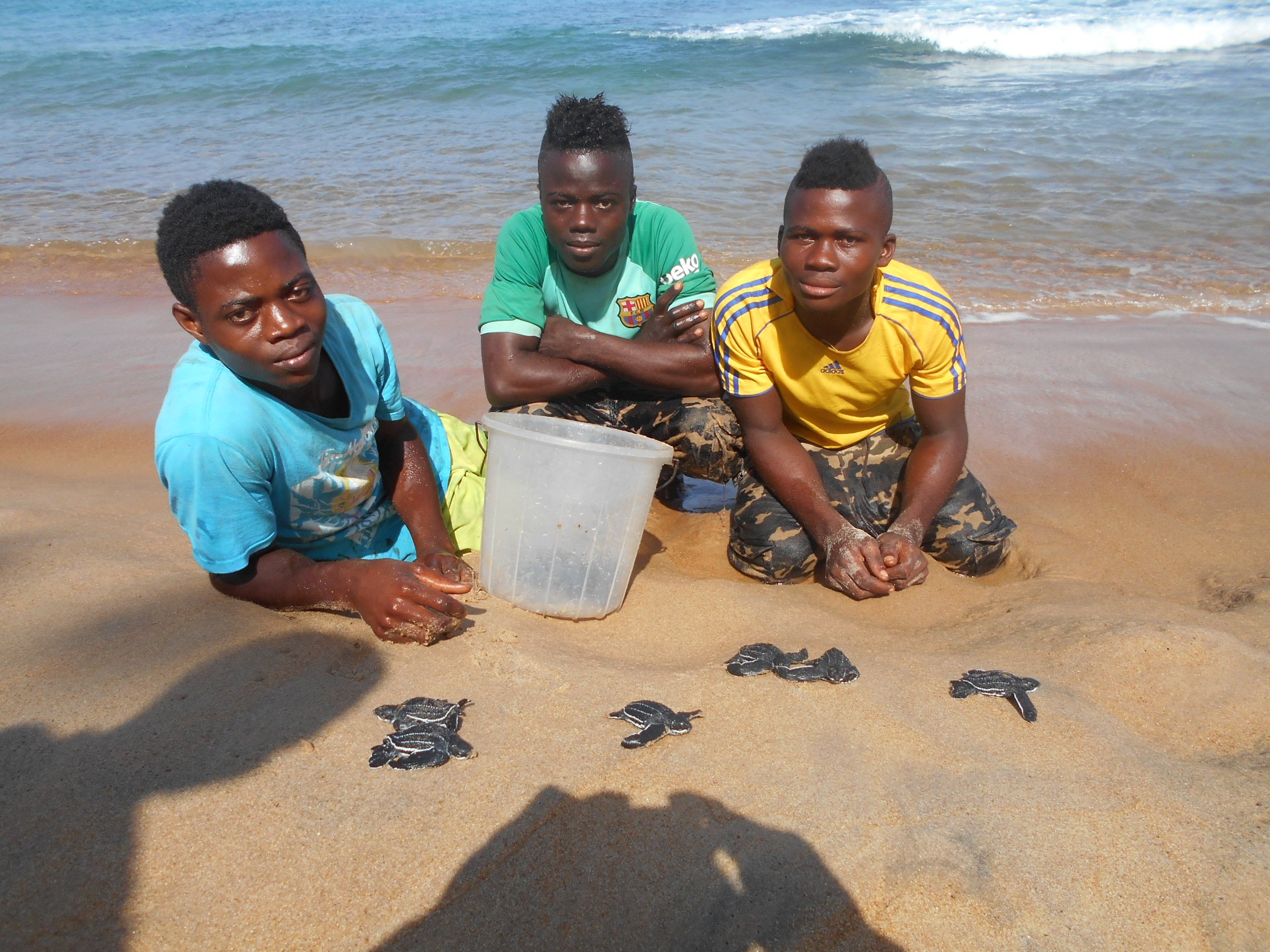 leatherback baby turtles 2.JPG