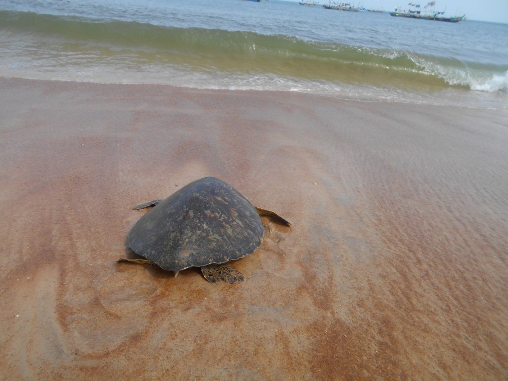 36. green turtle released from the fishing nets.JPG