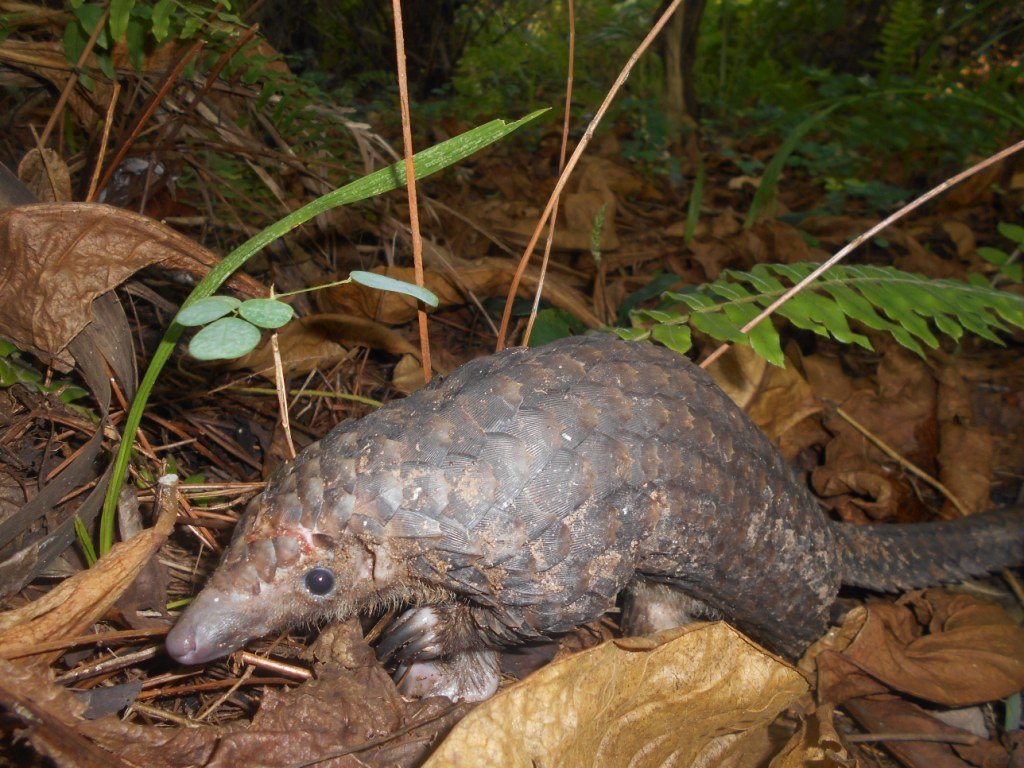 White bellied pangolin 4.JPG