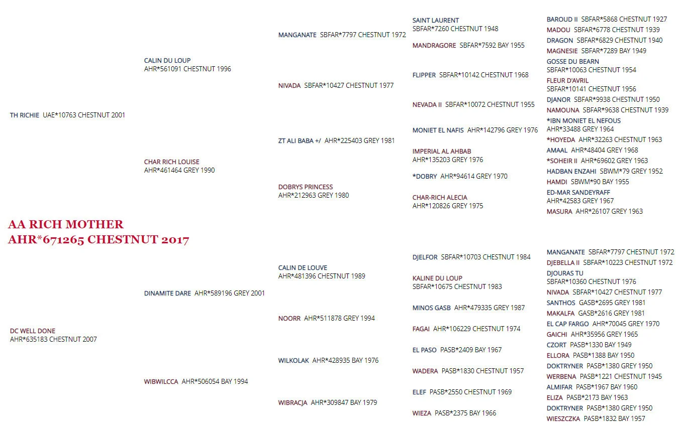 AA Rich Mother Pedigree.jpg