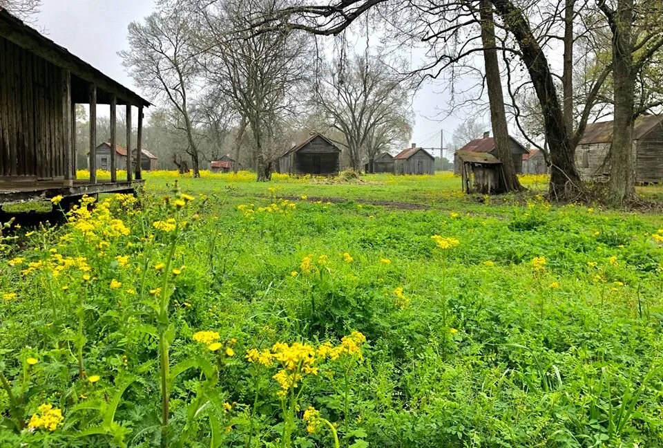 Laurel Valley Plantation