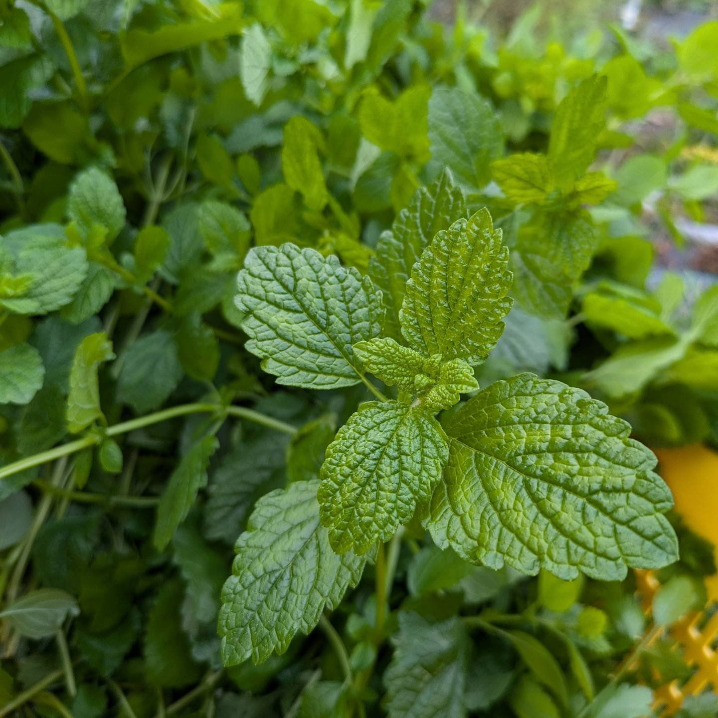 Last market for Thimbleberry Farm tomorrow!

We'll have a small haul of vegetables, as well as some lovely herbs for tea. Lemon balm and mint make for a cozy cup of tea on these chilly nights.

Thanks to everyone who supported our little farm for yet