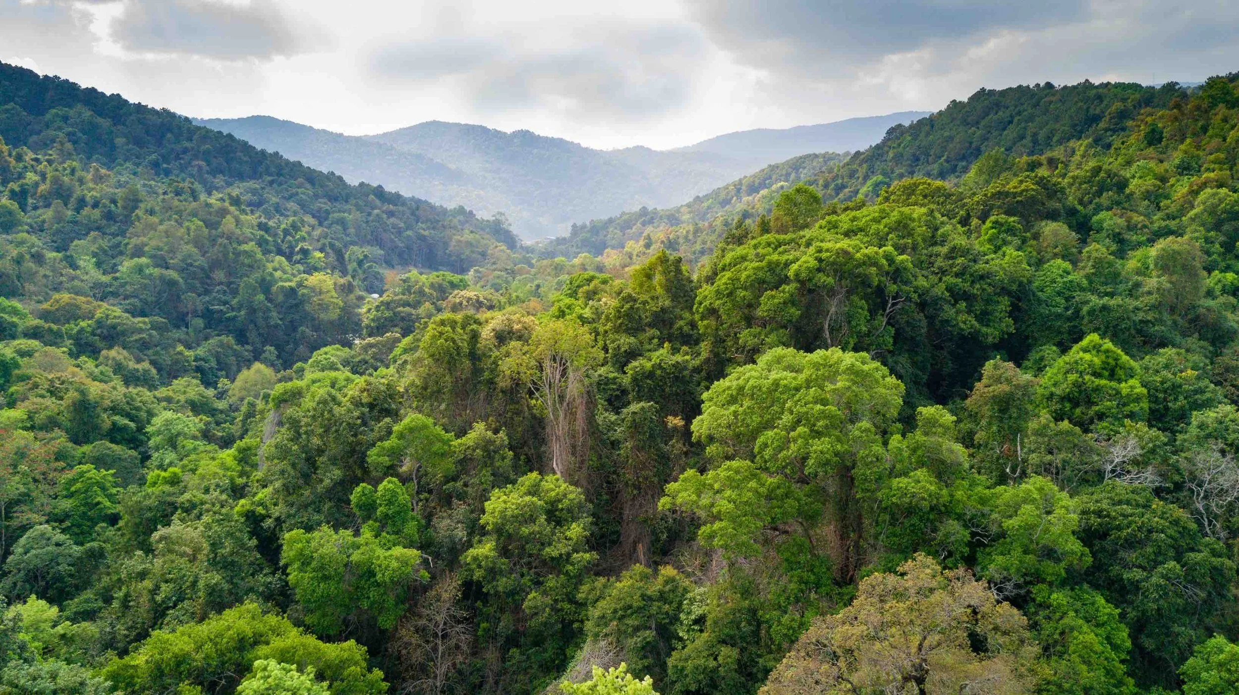 rainforest.jpeg