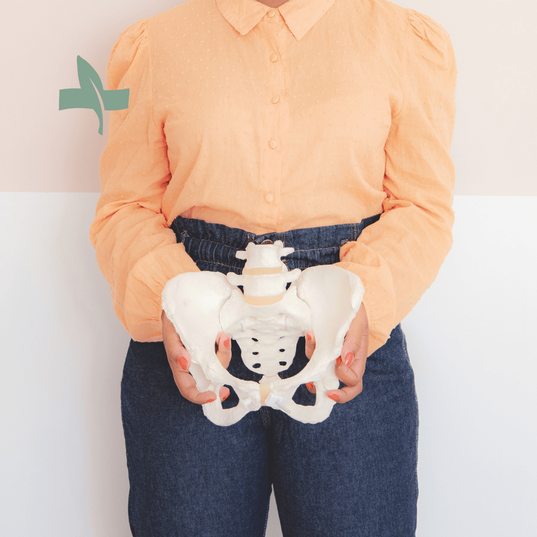 Doctor holding a pelvic model to explain the Pelvic Floor PRP procedure, focusing on tissue regeneration and improved functionality.