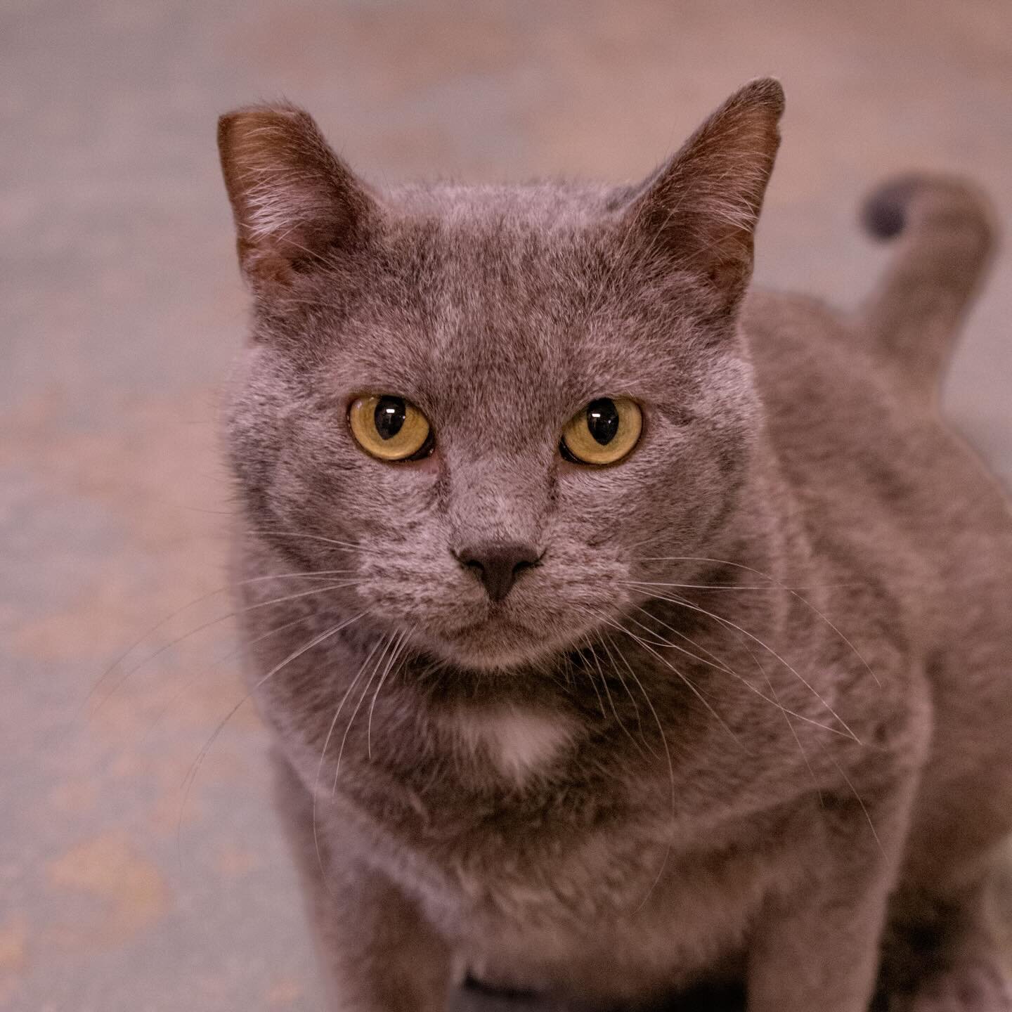 Moonpie might be the most playful cat I&rsquo;ve ever worked with! 

This sweet boy used to be part of a feral cat colony, but would do best living the rest of his days in a home where is the king and has the place to himself ✨

#catcolony #shelterca