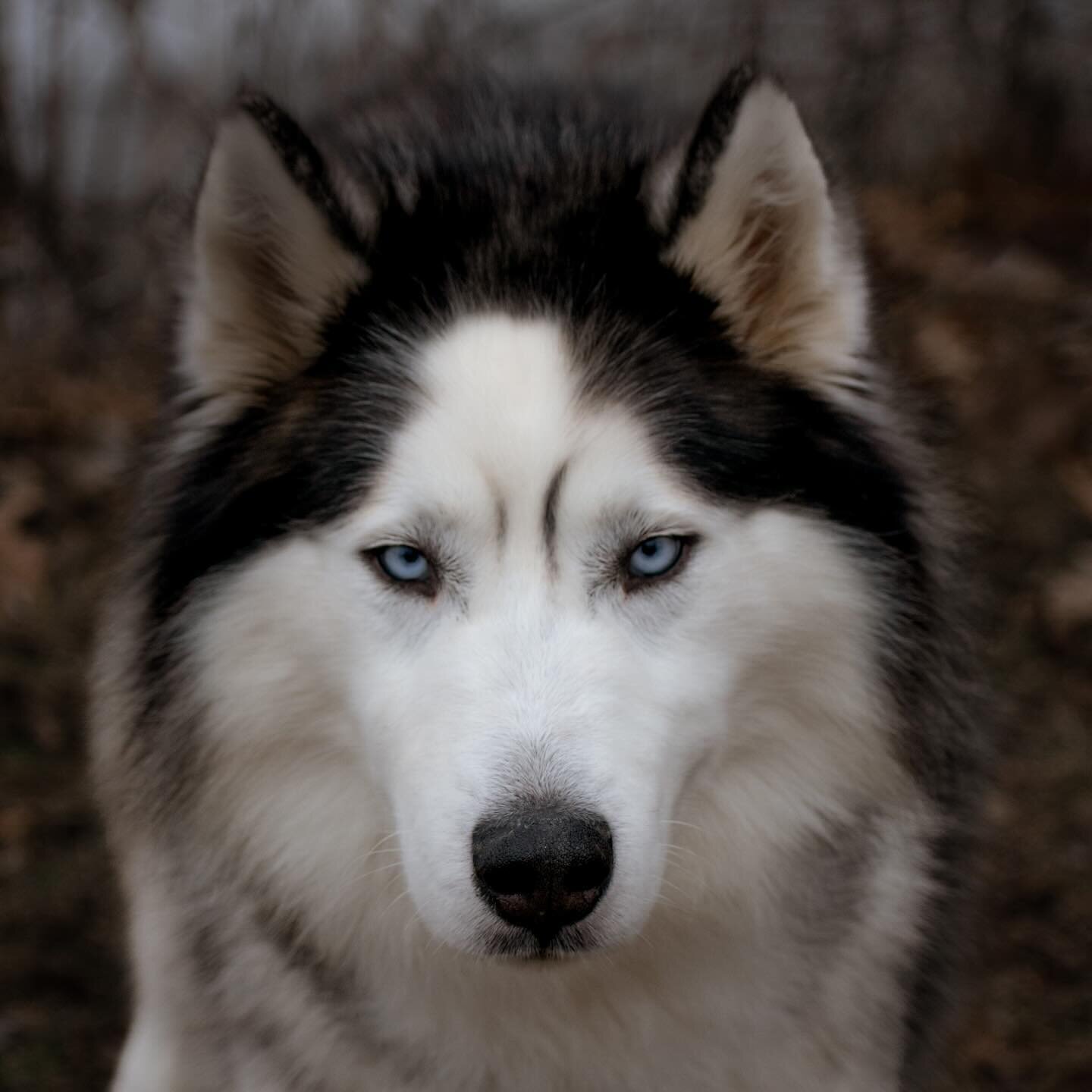 Can you believe such a beautiful Siberian husky is sitting at the shelter? Remy is an absolute gem! 

#shelterdog #rescuedog #siberianhuskies #petphotography #petphotographer #dogphotography #dogphotographer #iowaphotographer #iowaphotography