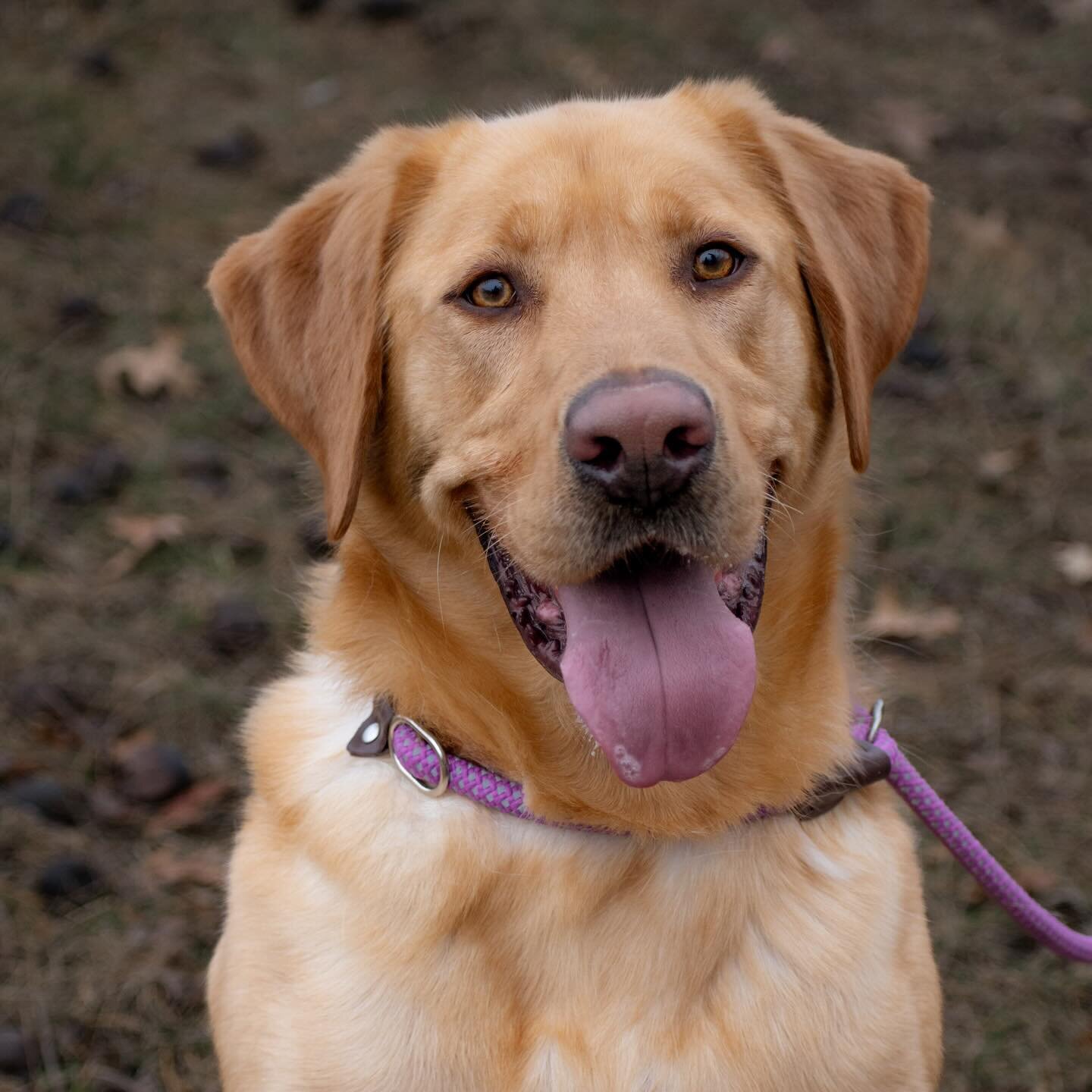 Brad is another loving boy looking for his forever home! 

He&rsquo;s an adorable yellow lab with a great smile ☺️

#shelterdog #rescuedog #yellowlab #iowaphotographer #iowaphotography #petphotography #petphotographer #shelterphotography