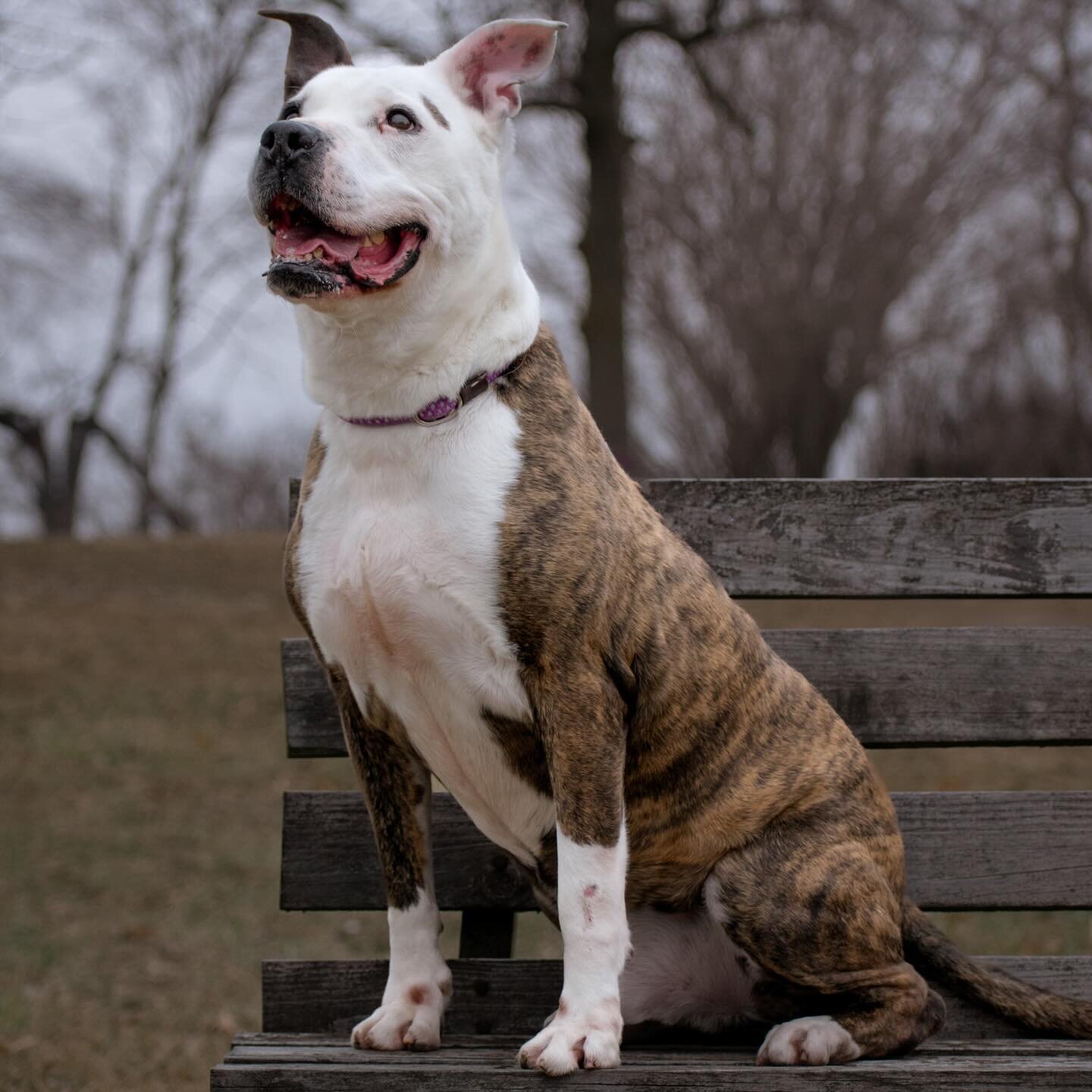 How could you not fall in love with this sweet face? 

Garrett is such a nice dog with a cool personality! 

#shelterdog #iowaphotographer #iowaphotography #rescuedog #shelterphotography #petphotography #petphotographer #iowa