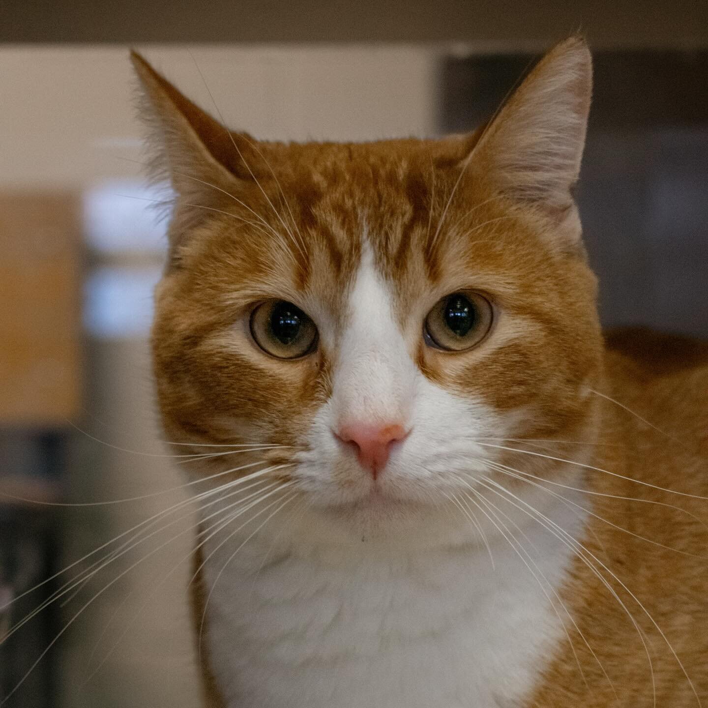 Happy Caturday from Kinrey @arlmarshalltown 💜 

This adorable shelter cat is still looking for his forever home! You definitely don&rsquo;t want to overlook this sweet and gentle boy. 

#petphotography #petphotographer #iowaphotographer #iowaphotogr