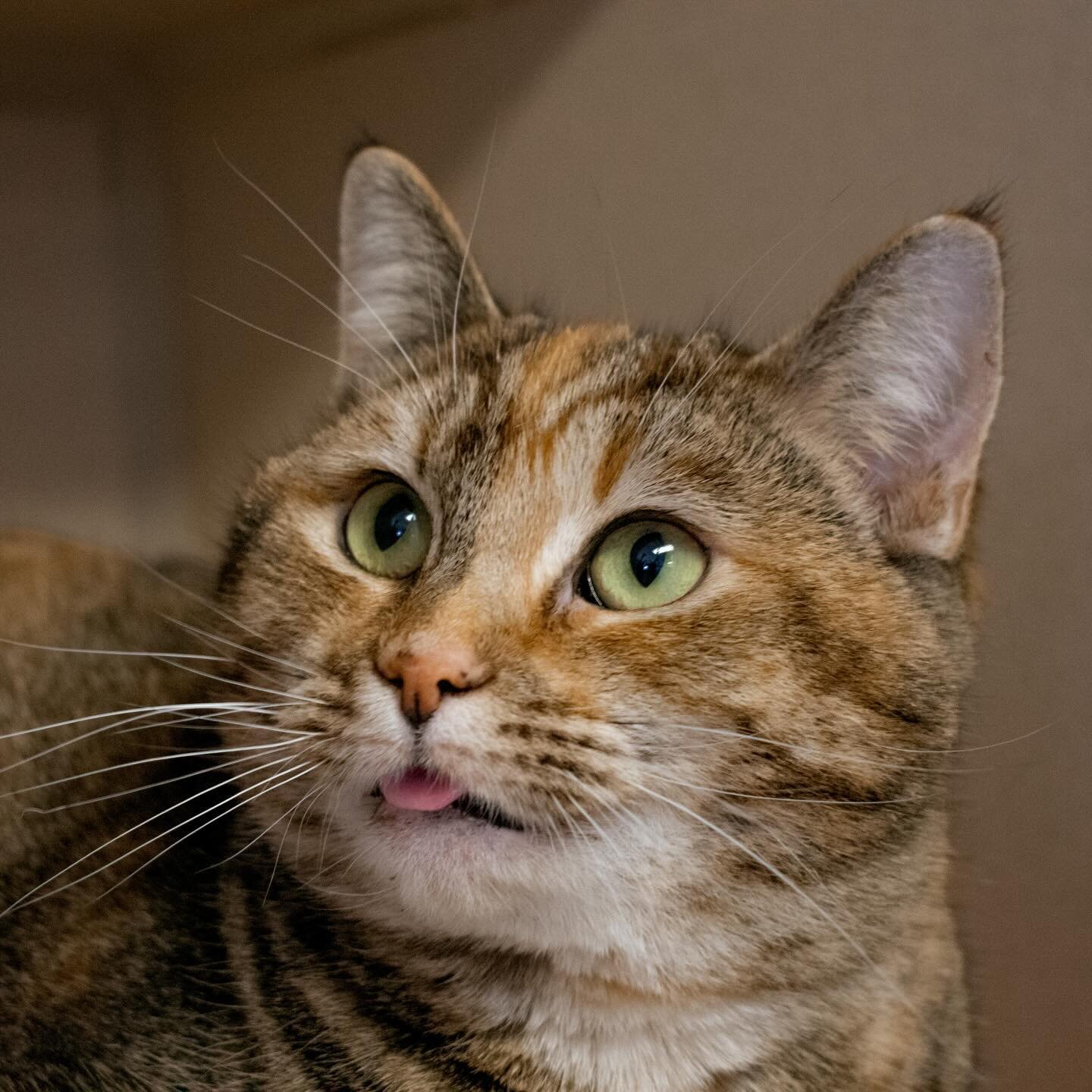 Is tongue out Tuesday still a thing? Because this girl does it best 💜 

#petphotography #petphotographer #sheltercat #rescuecat #iowaphotographer #iowaphotography #discoverunder5k