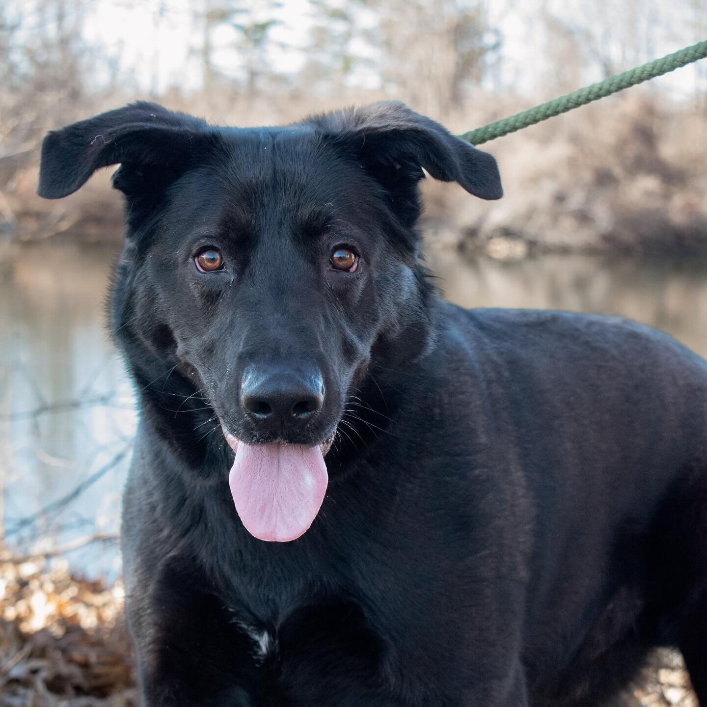 I just learned that best boi Columbus was finally adopted after being a long-term shelter dog! 

So happy someone saw his potential and gave him a second chance 💜 this is what we love to see! 

#petphotography #petphotographer #iowaphotographer #mid