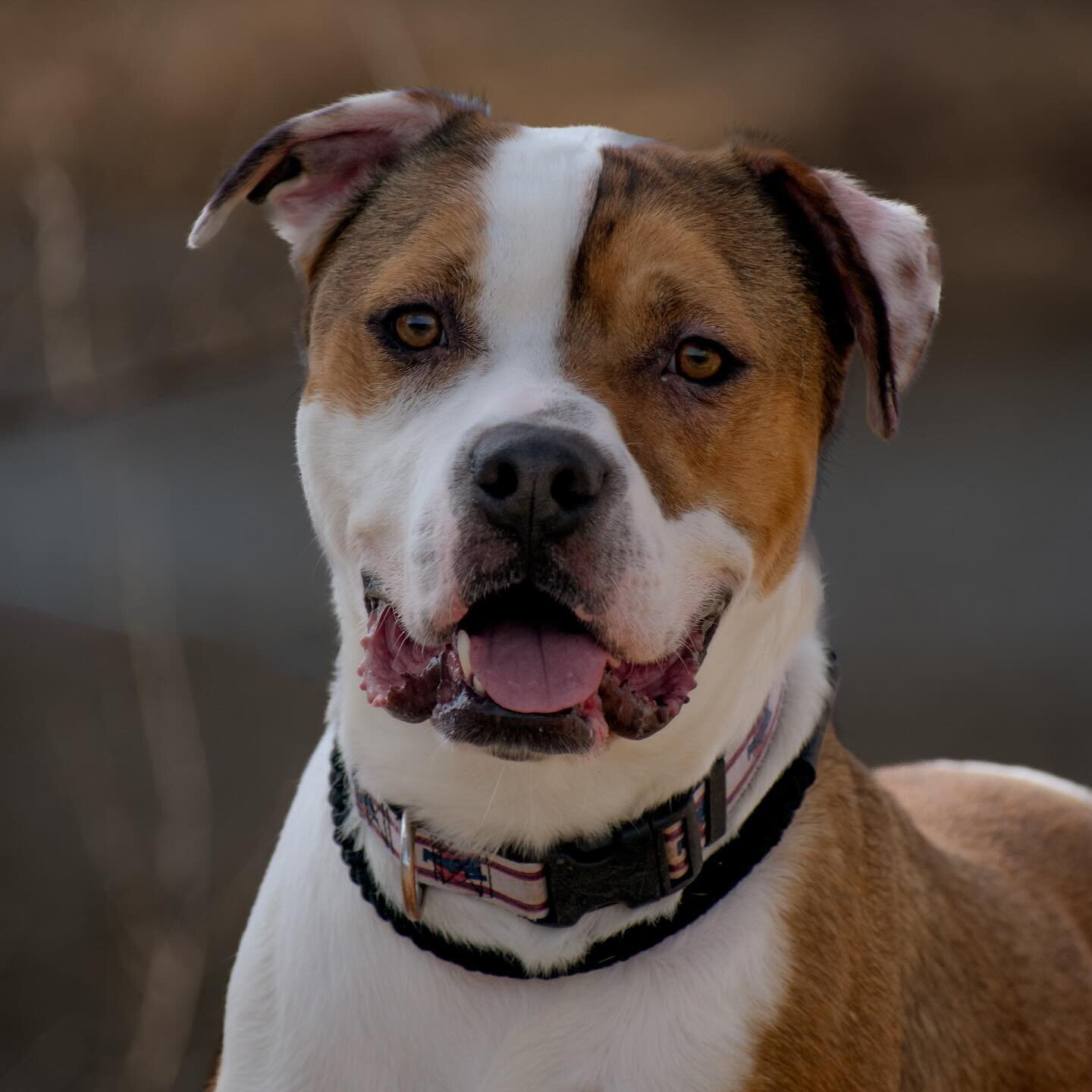 Happy first day of spring! Buster is ready to find his forever home this season 💚💐

#petphotography #rescuedog #shelterdog #pitbull #terrier #iowaphotographer