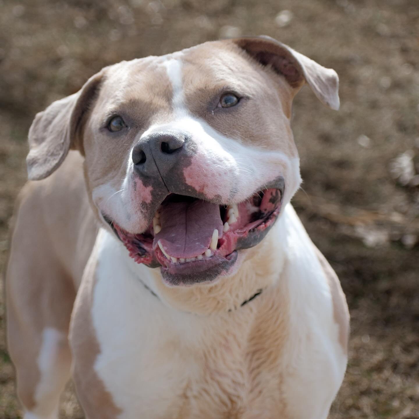 Happy National Pet Day! 

#nationalpetday #pitbull