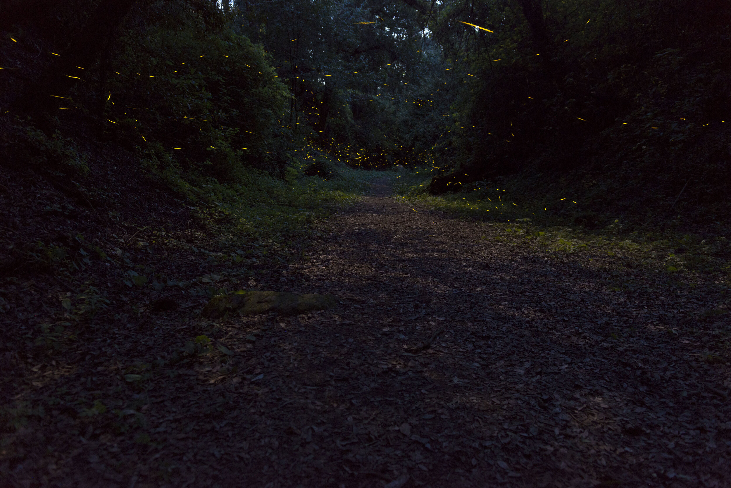 DSC_5397.jpg