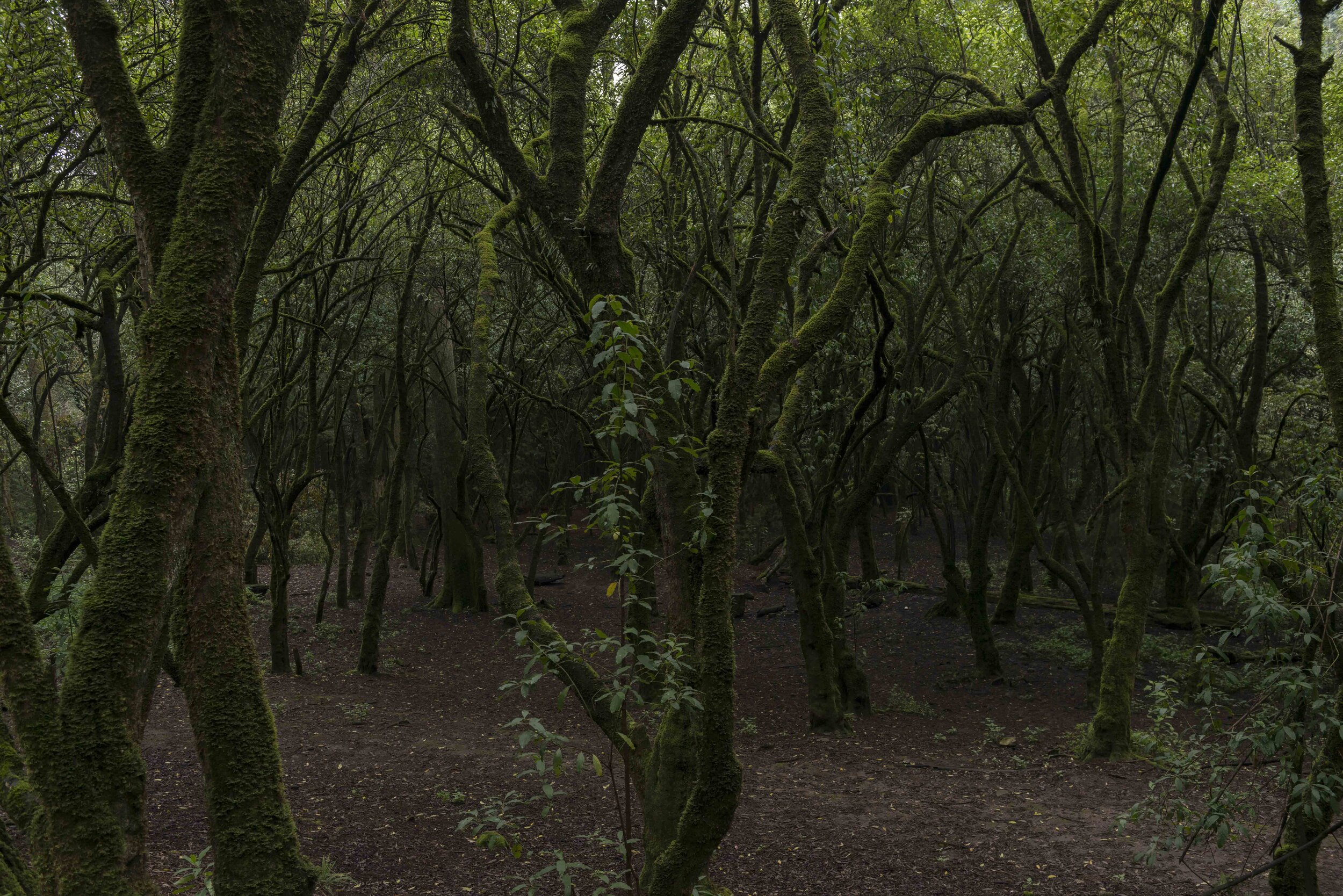 DSC_9035r.jpg