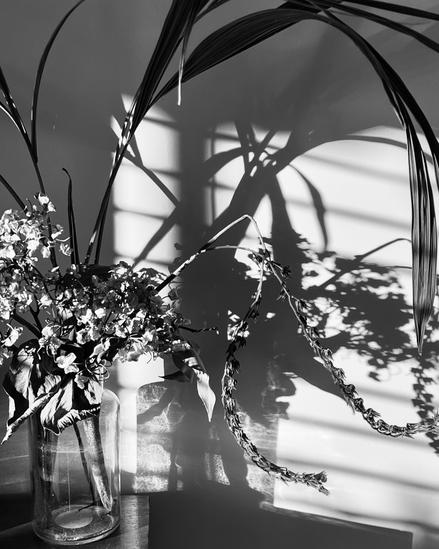 Keep still&hellip;
.
.
.
#dieweltistsch&ouml;n #shadows #morninglight #driedflowers #sylvianevistic