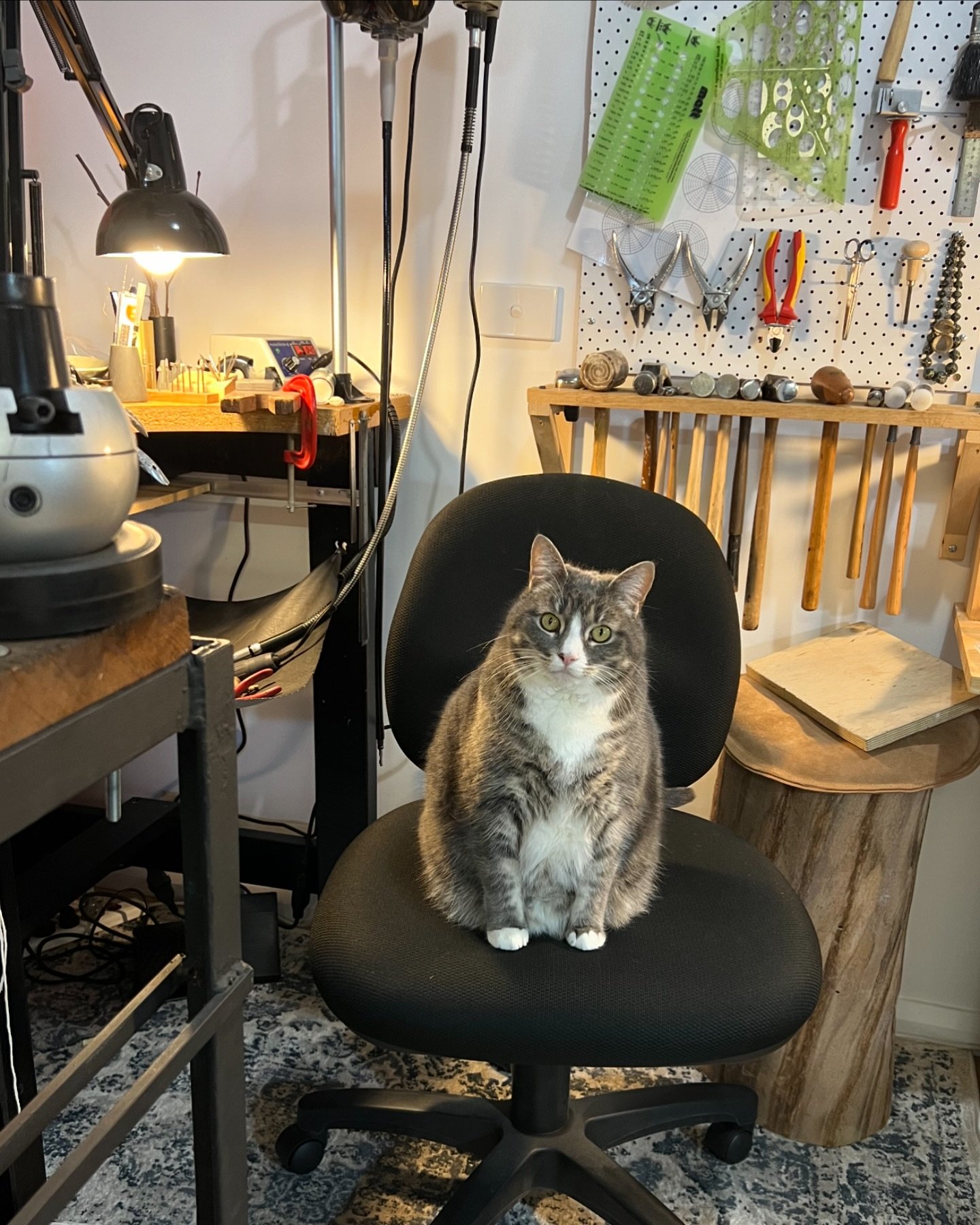 My new apprentice waiting for me&hellip;
.
.
.
#babs #cat #jewelleryapprentice #catvibes #missingmybench #sylvianevistic #sylvianevisticjewellery