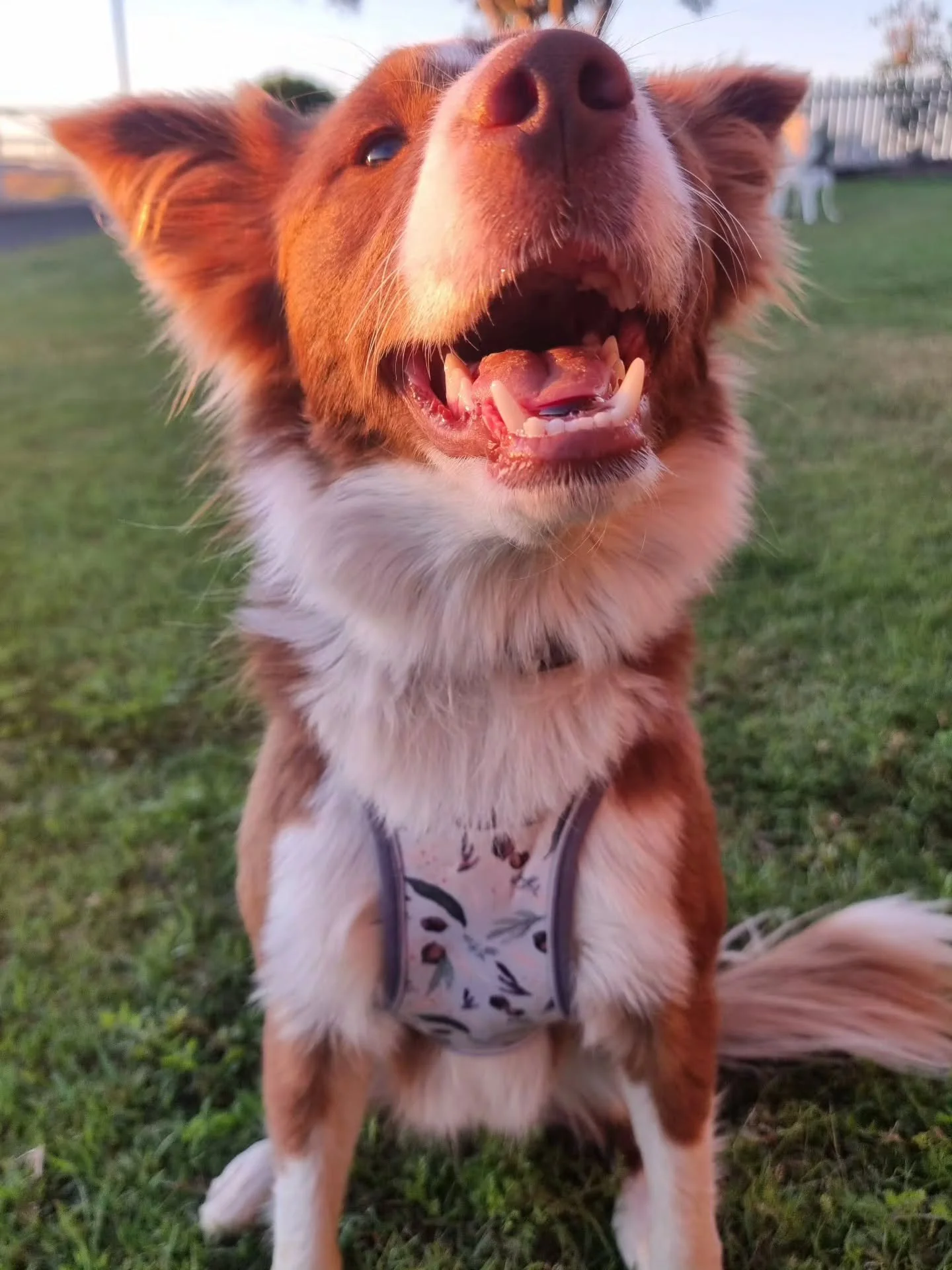 This morning we lost our beautiful girl Hazel to a snake bite. We'll miss her so much and I know a lot of you will miss her furry little face around here, too.
 
I've never met a more determined, chatty, strong-willed little dog before. Absolutely no