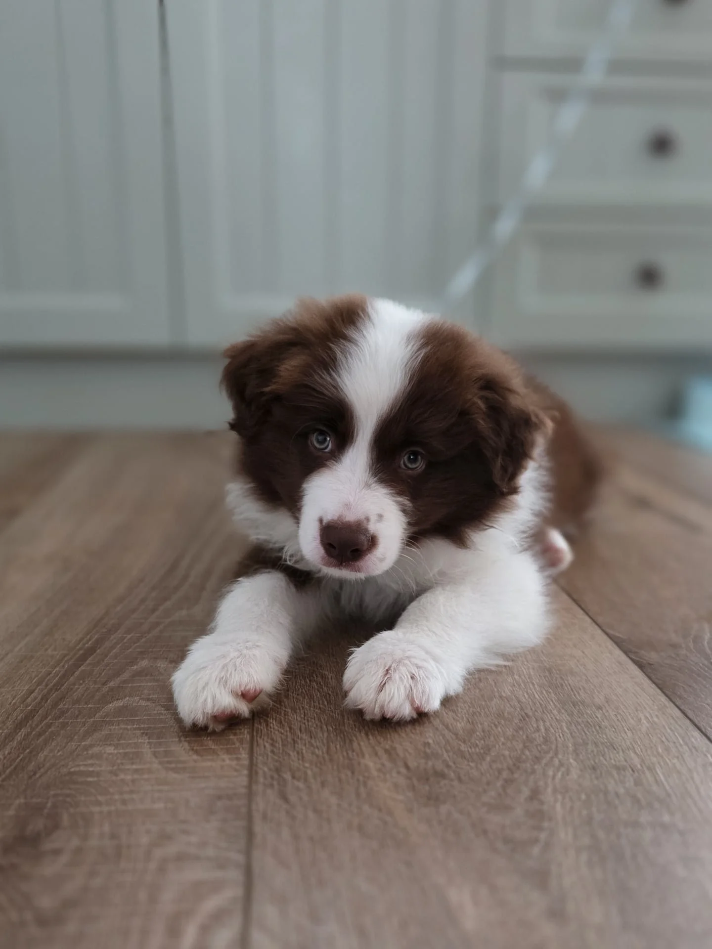 If you're looking forward to seeing what I've been up to in the studio this week- I got nothin. Anniversary, my daughter's birthday, this little fella... it's been a busy week! Jarrah has settled in really well but he's also fairly well kept me on my