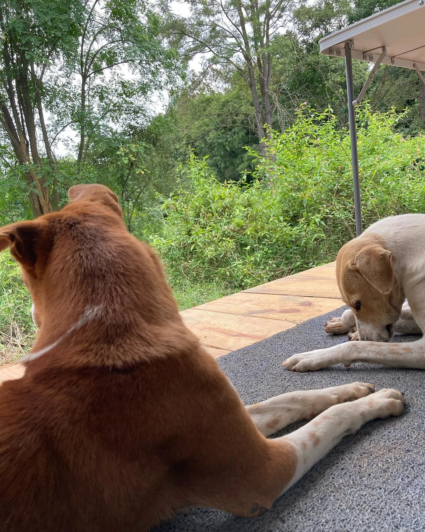 If you&rsquo;re afraid that you&rsquo;ll get eaten up by wild animals near Rusty, you have nothing to worry about. They got you covered! Pet them and be nice to them and We&rsquo;re sure they will protect you! When are you booking your stay in our co