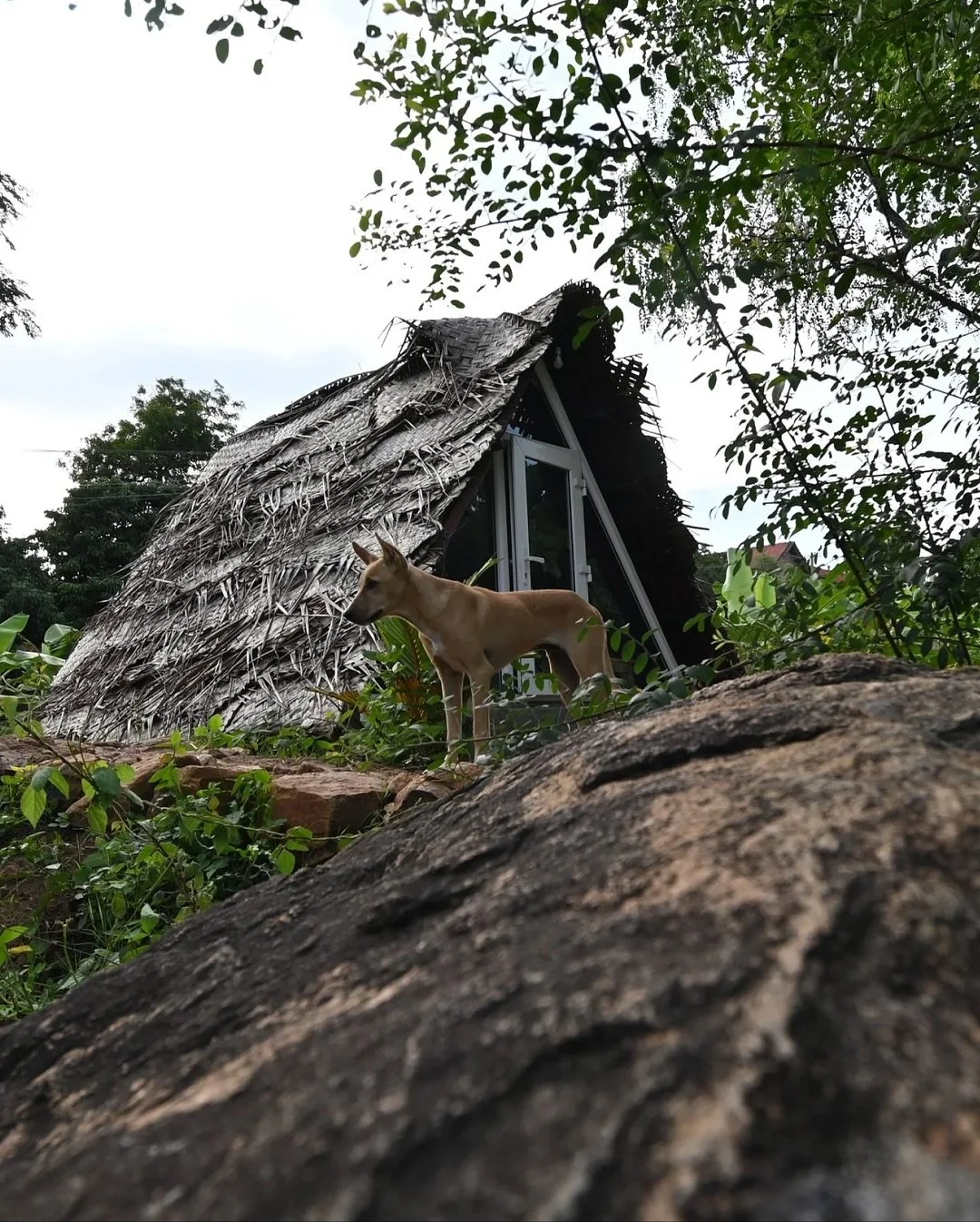 Research shows that spending time in rural and natural spaces reduces stress levels by nearly 25%, boosts mood, and improves attention span. 

With these cabins by Tenpy, such moments aren&rsquo;t scheduled, they&rsquo;re simply part of your stay. 

