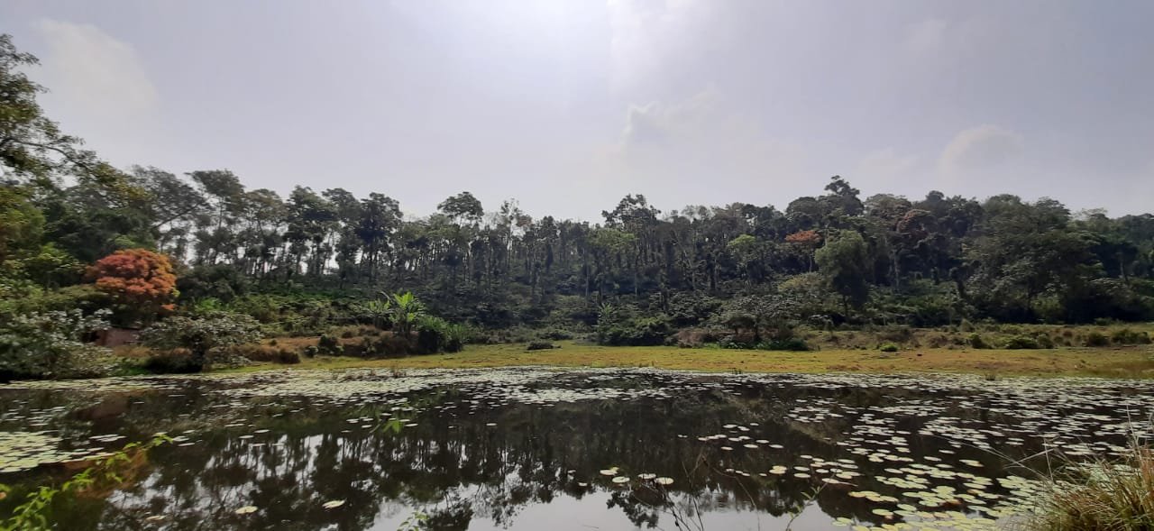 Stream near Varshini.jpeg