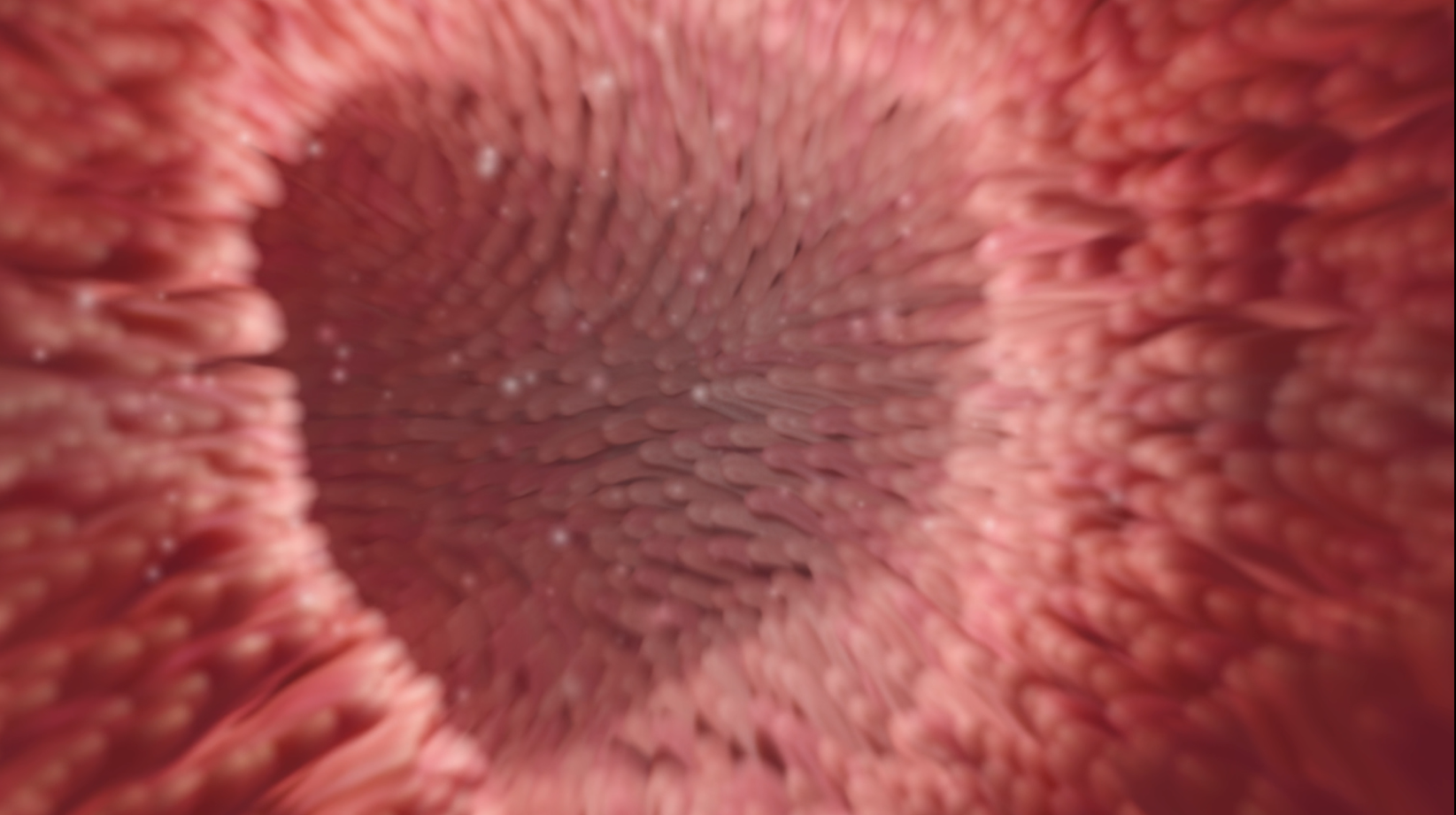 Animation Render Tests