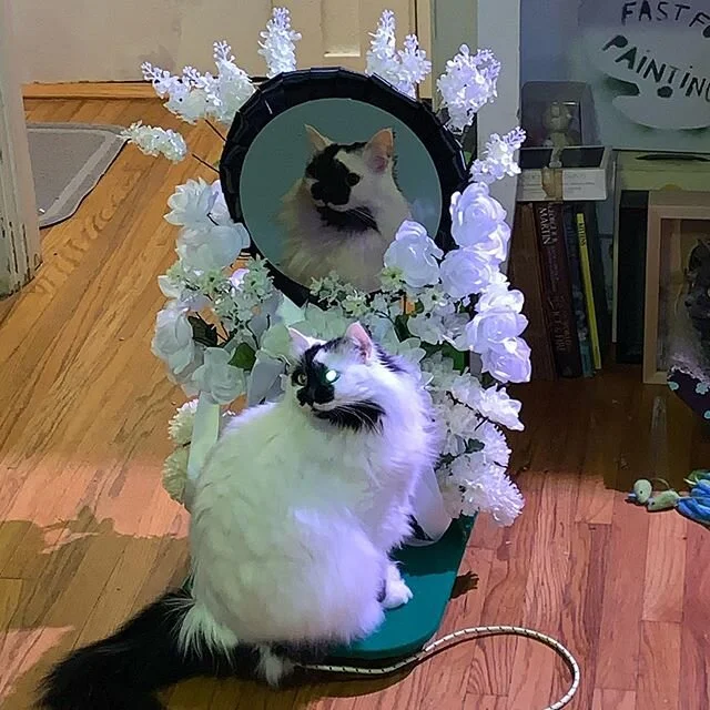 Valentine&rsquo;s Day cat float for Orca Orca and @casa_de_gatitos #cat #float