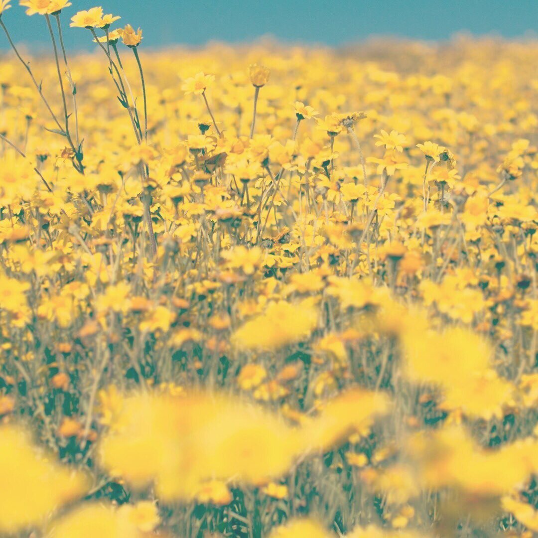 All you need is passion. If you&rsquo;re passionate about something, only good things will come from it. Passion is priceless. 

Bloom, 
KirtiD 

#parenthood #education #children #compassion #mindfulness #yoga #meditation #love #happiness #motivation