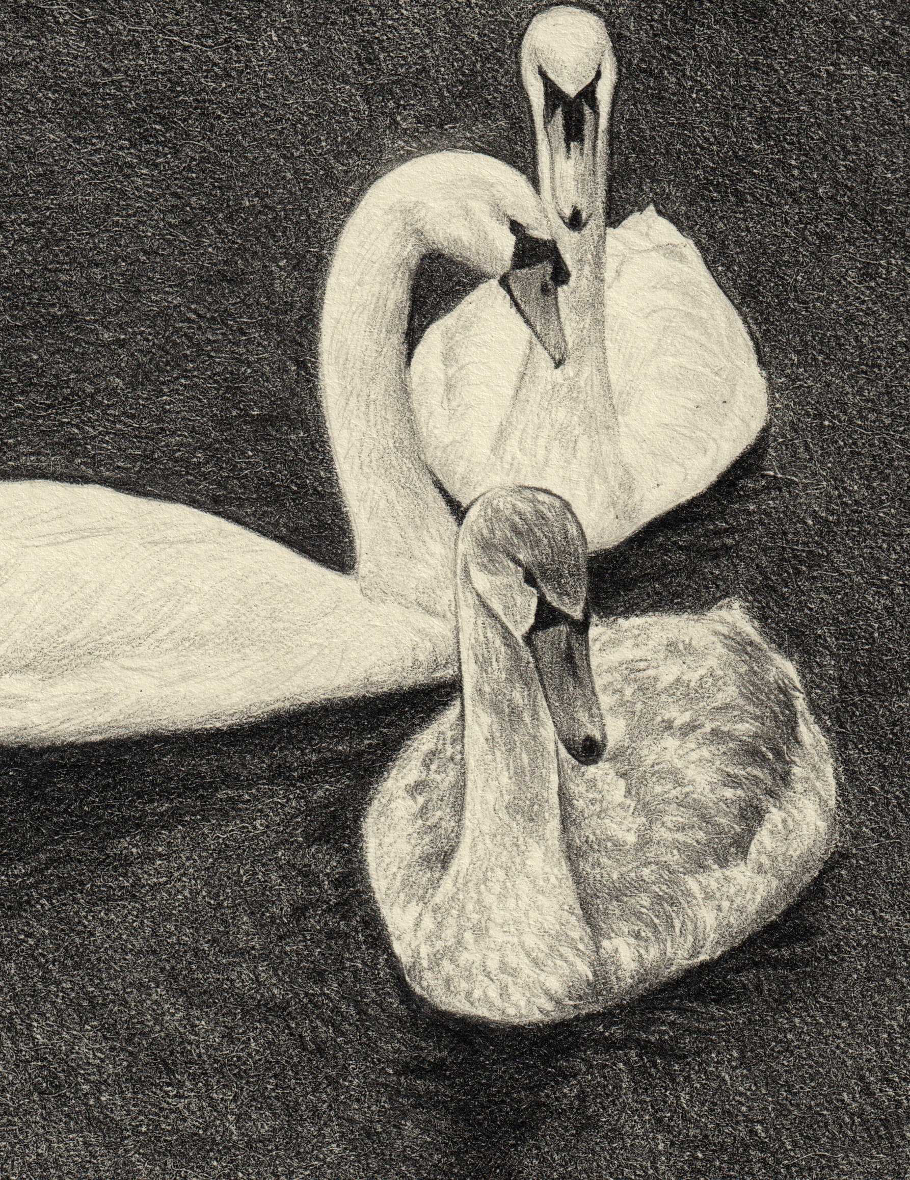threeswans_closeup.jpg
