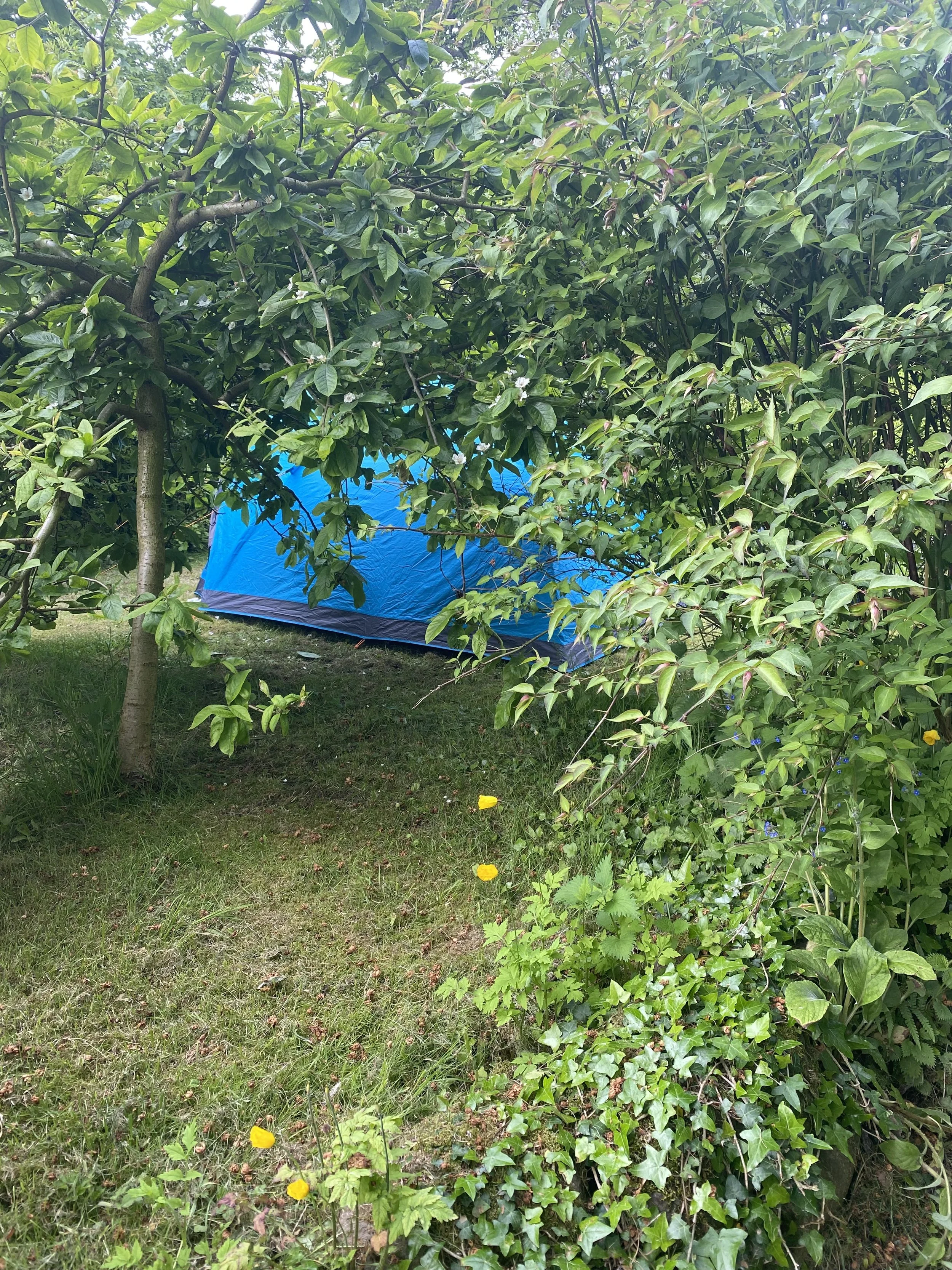 Example of tent pitch, Pitch 3 - Secret Garden Camping, Budle Hall, Bamburgh