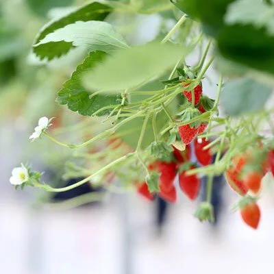 How tech is transforming agriculture in China