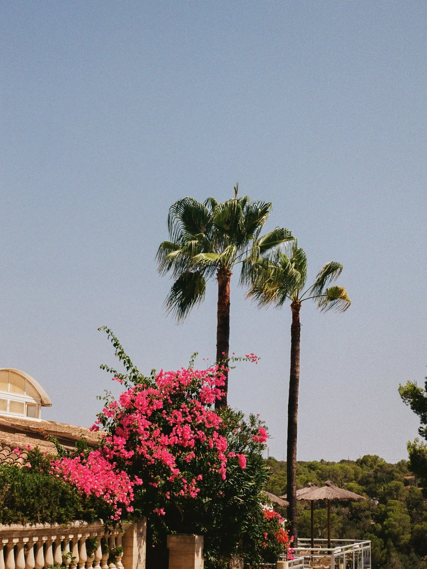 Pinks and palms of Santanyí π«ΆπΌ