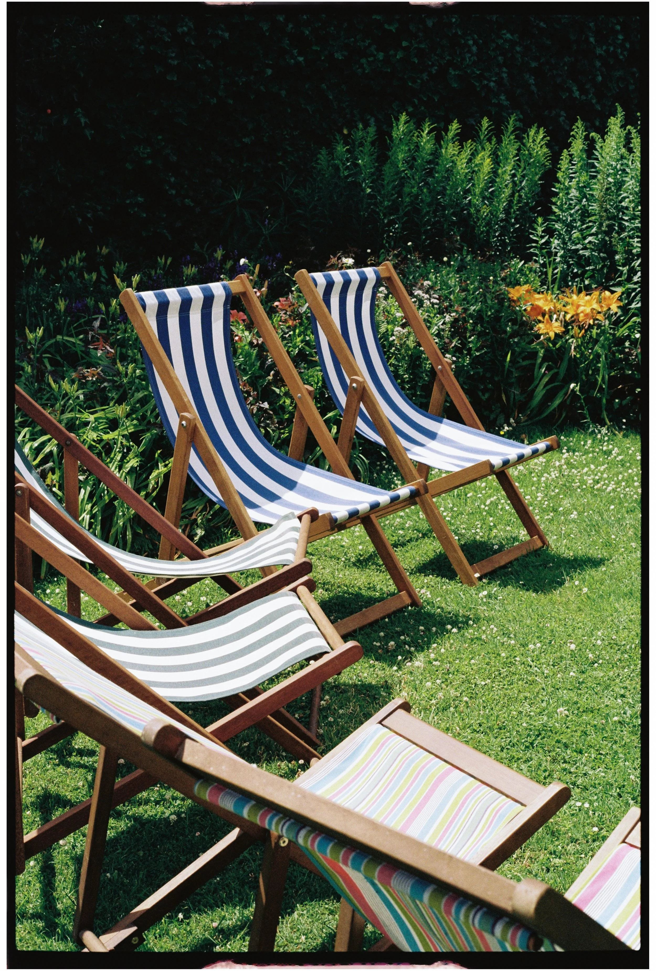 Multiple wooden deck chairs with striped fabric seats arranged on a lawn in a garden, with green plants and yellow flowers in the background.