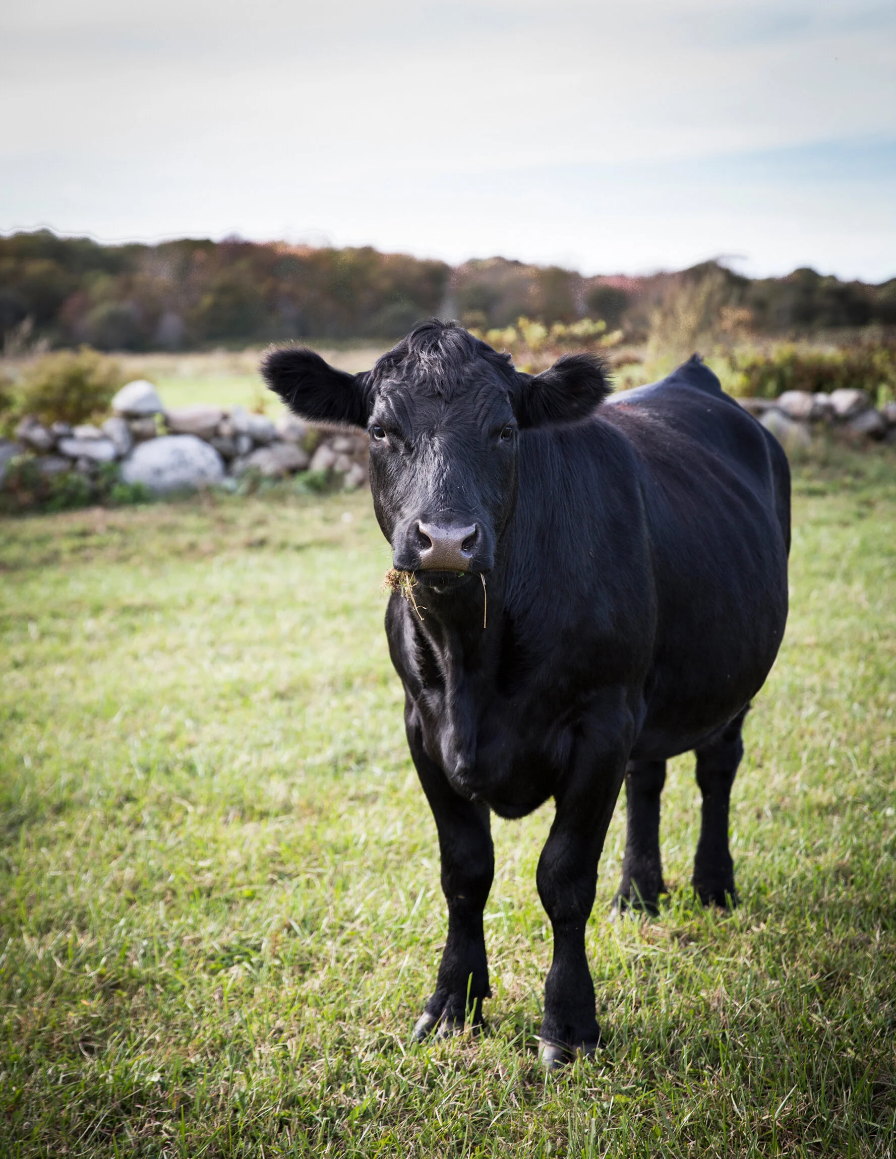 A black angus calf standing in a grassy field with rocks and trees in the background under a partly cloudy sky.