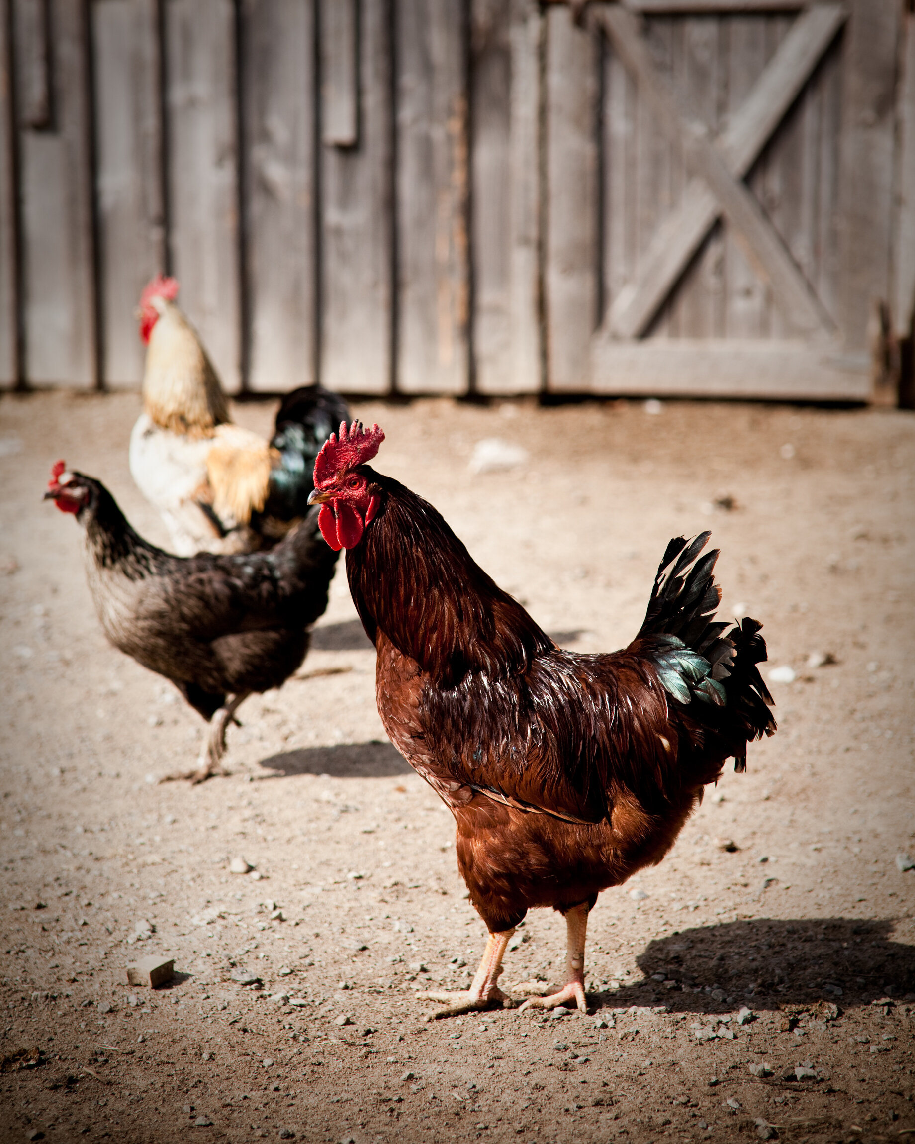 Three chickens standing on dirt ground in front of a weathered wooden barn door.