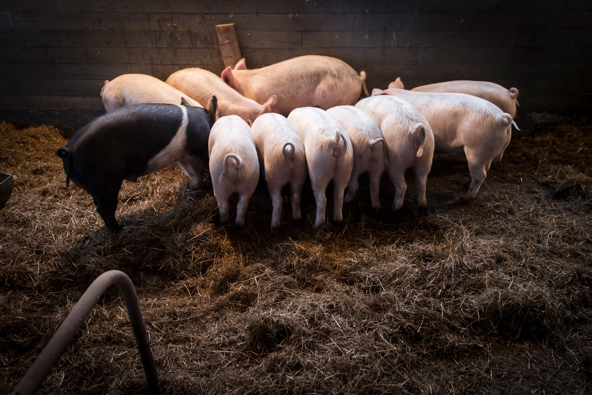 A group of pigs, mostly white with one black pig, gathered in a barn with hay on the ground and a dark wooden wall in the background.